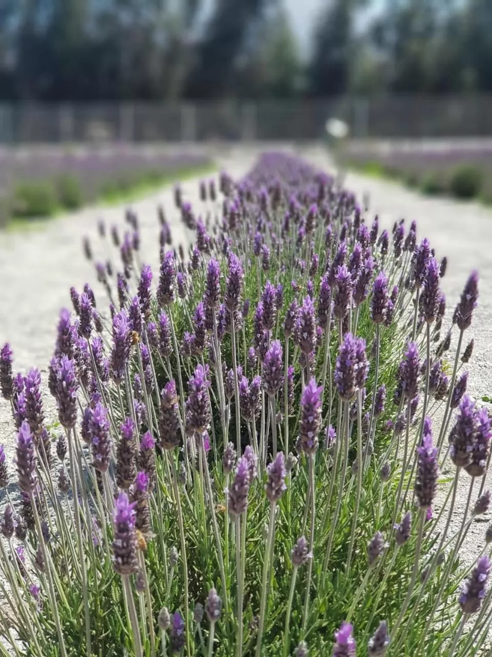Garden in Lavanda del Valle