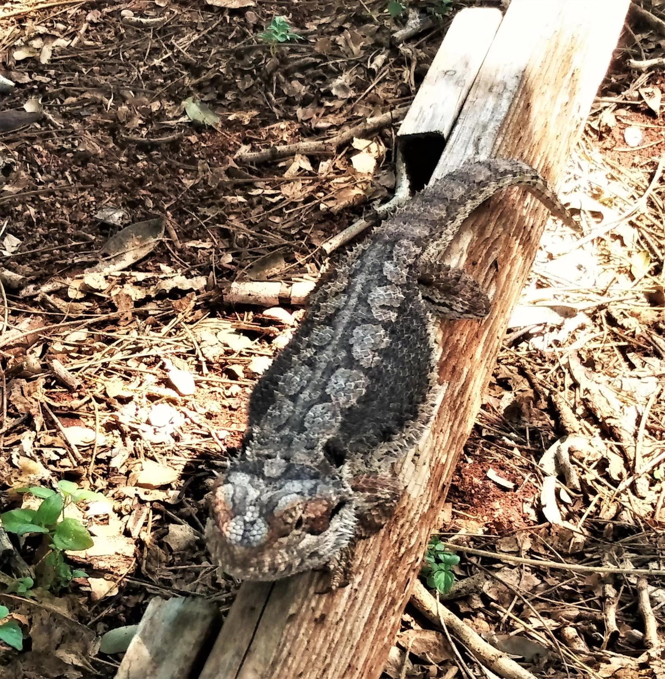 Garden in Gold City Motel