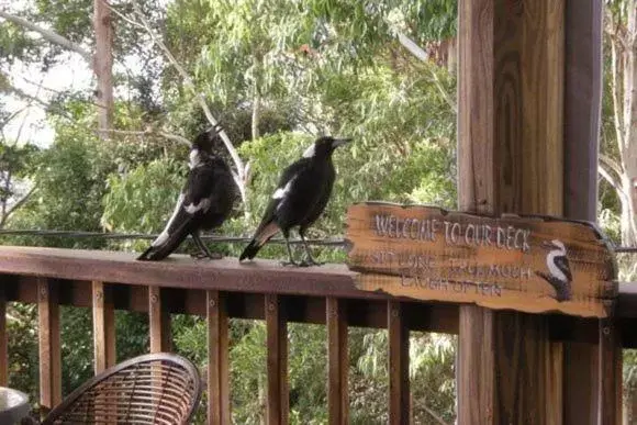 Balcony/Terrace, Other Animals in Tamborine Mountain Bed and Breakfast