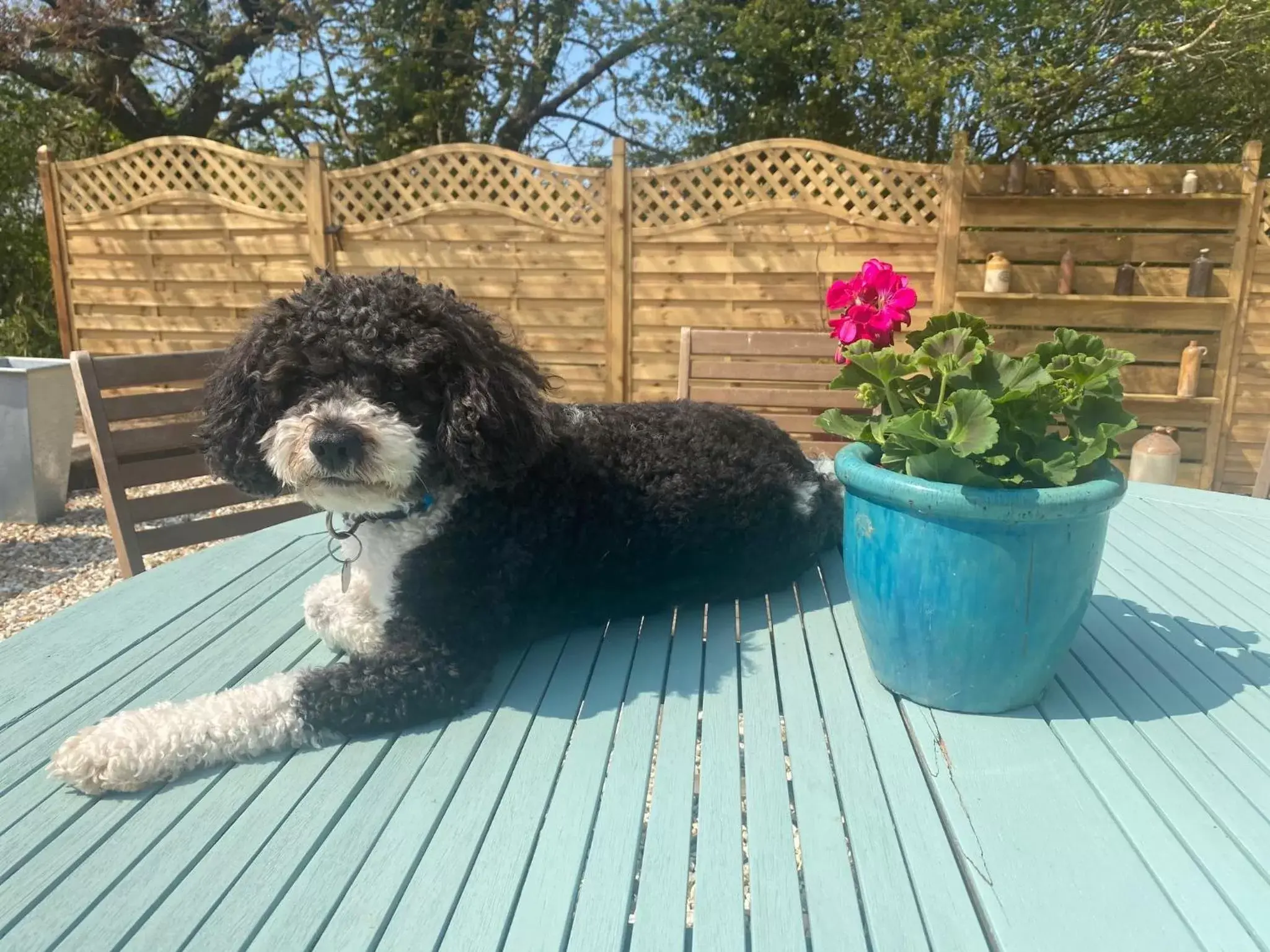 Pets in Toppesfield House B&B