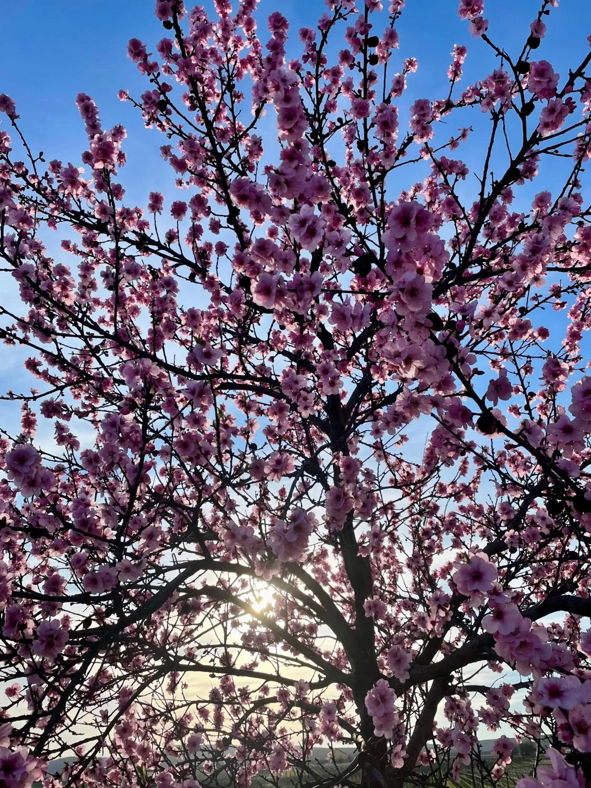 Natural landscape in Vinotel Weinstrasse