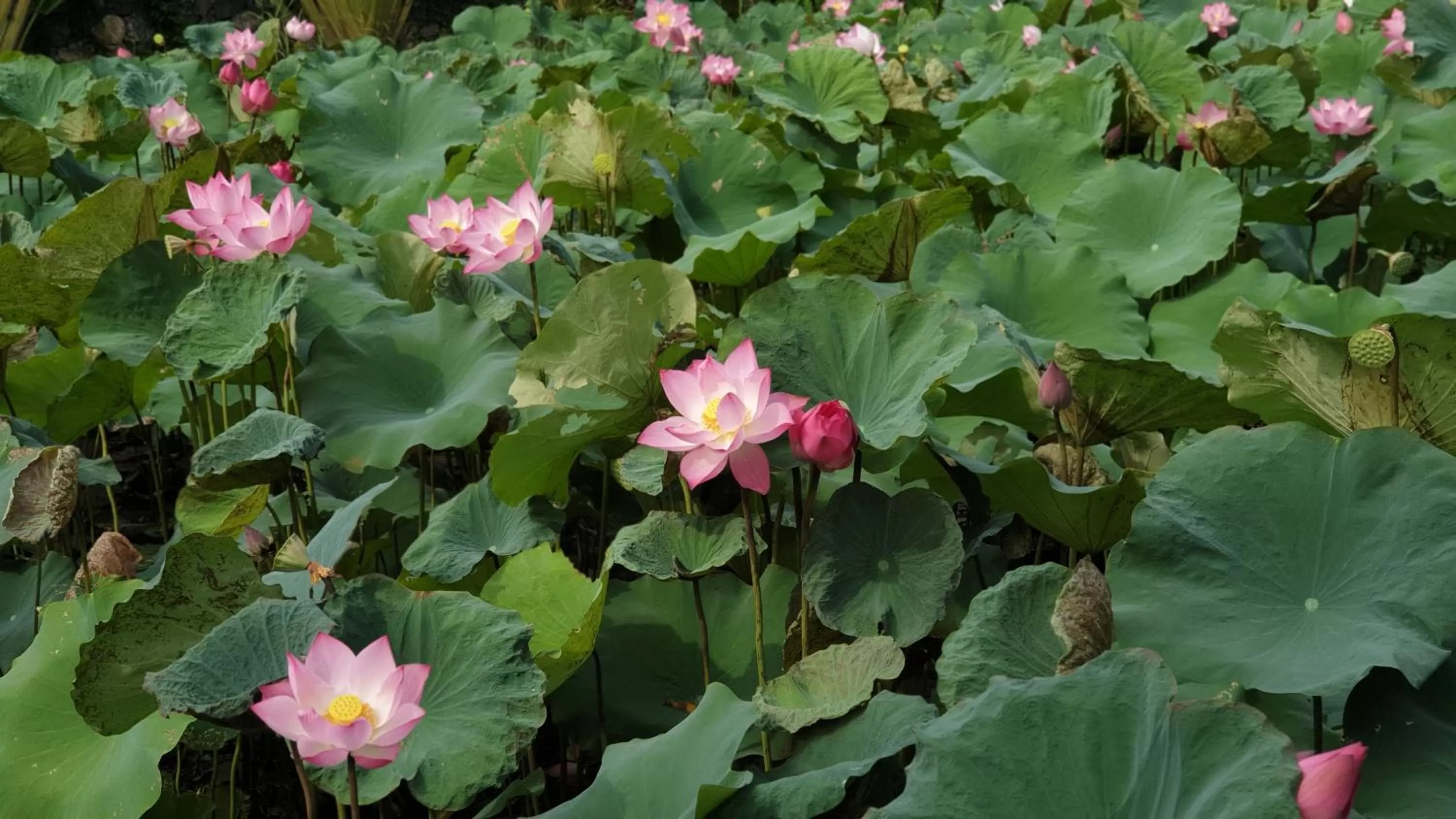 Spring in Aravinda Resort Ninh Binh