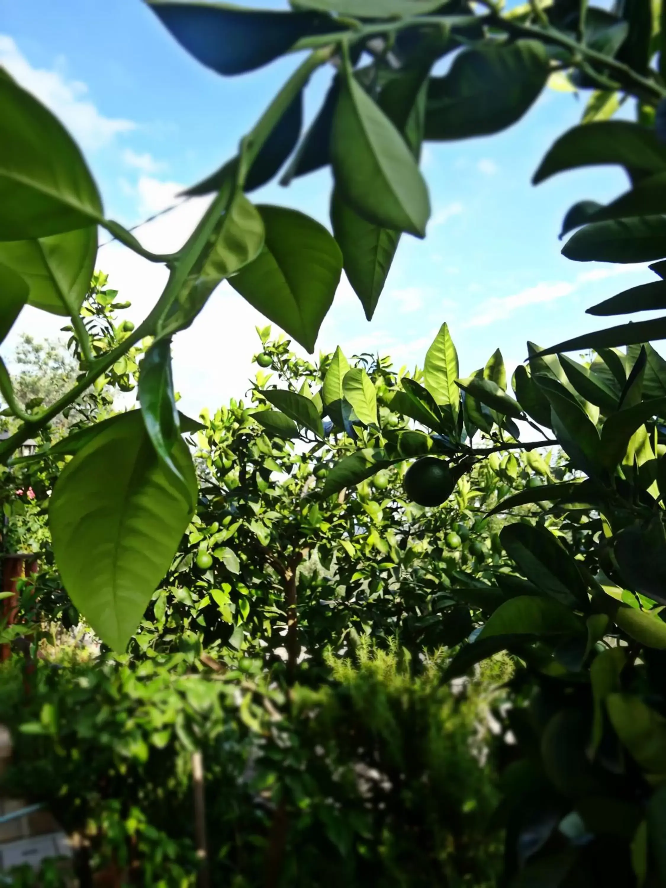 Garden in Casale del Sole