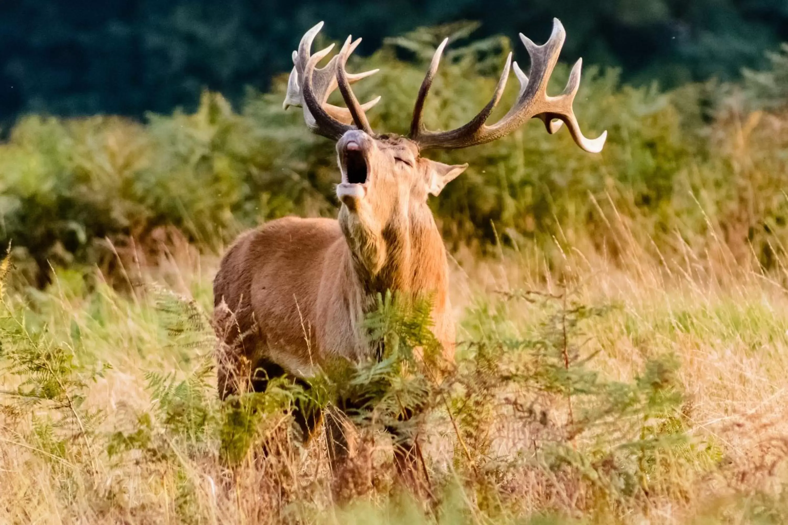 Autumn, Other Animals in Le Couarôge Chalets et Appartements