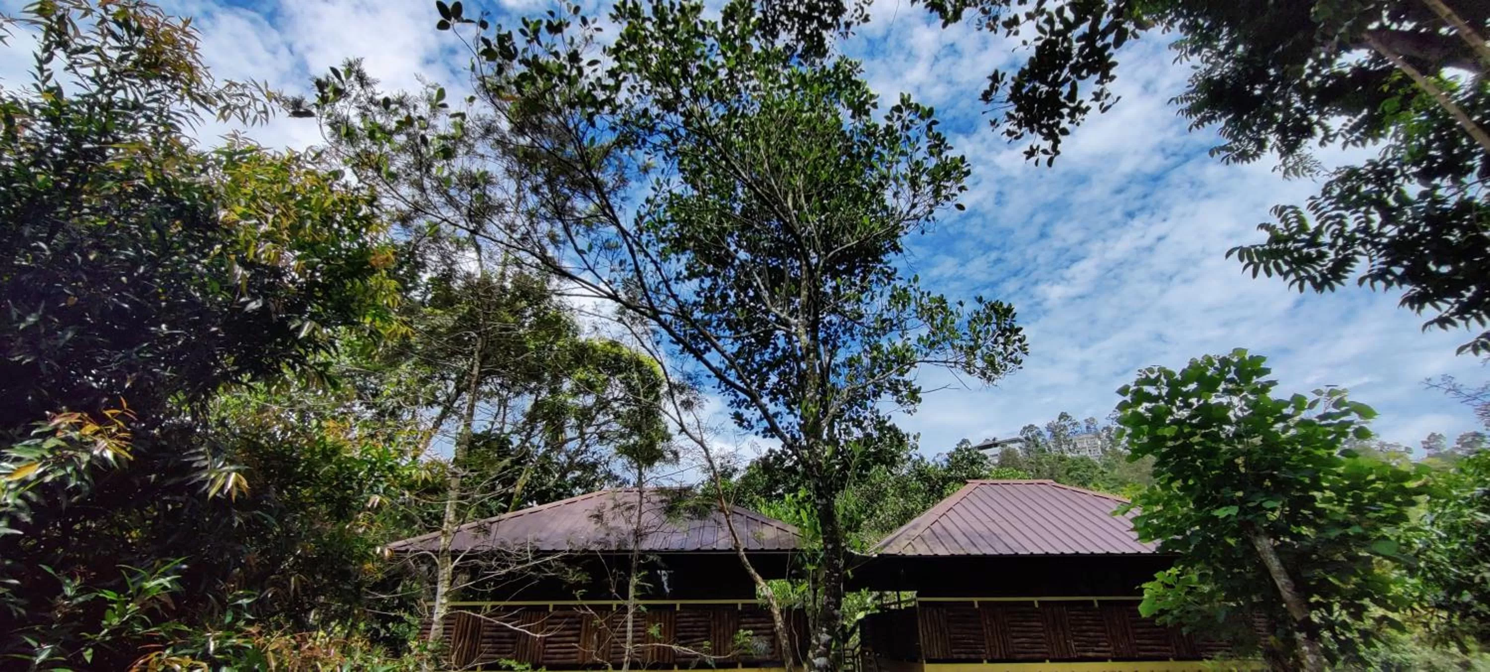 Natural landscape in Chalona Jungle Vibe