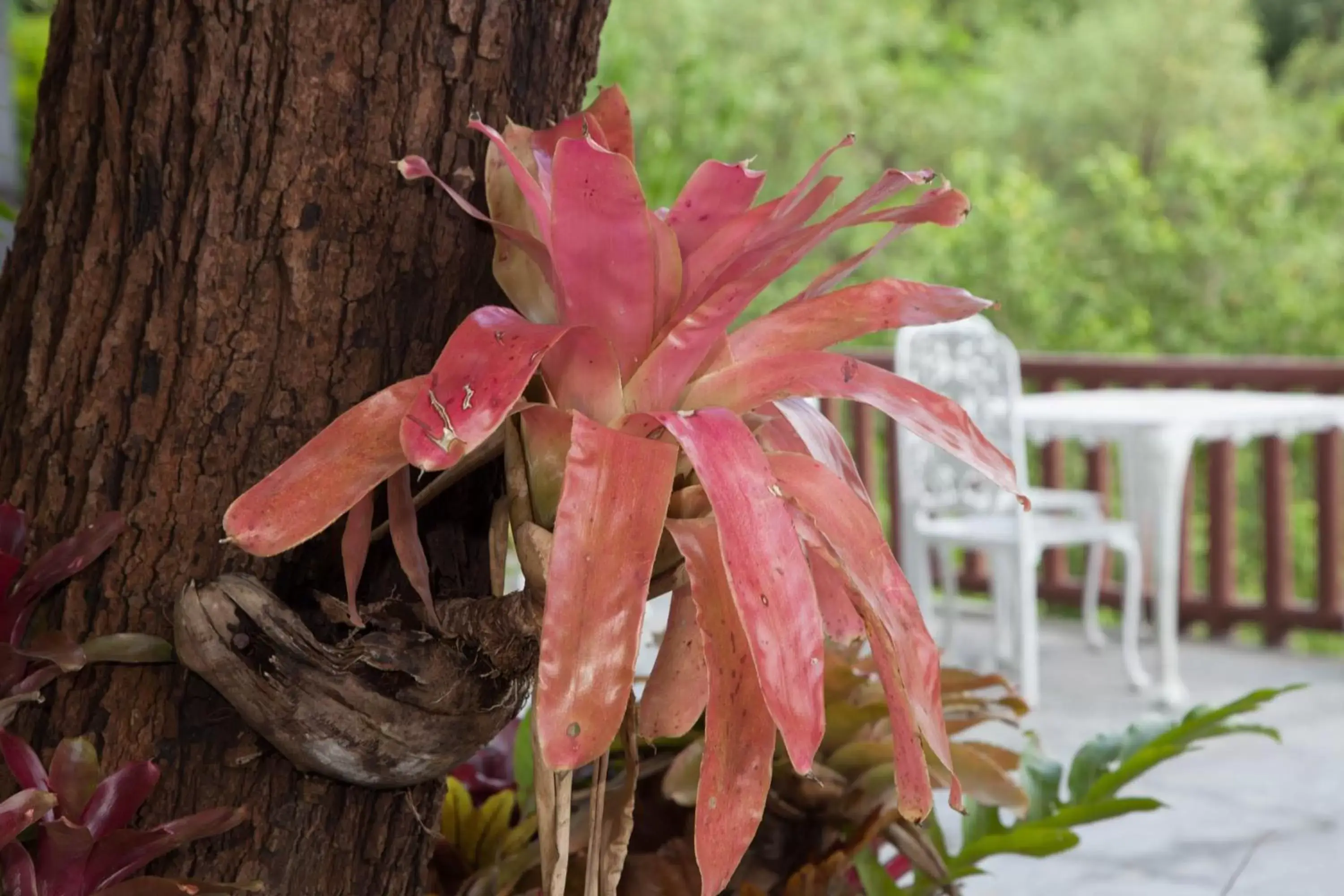 Garden in Arawan Krabi Beach Resort