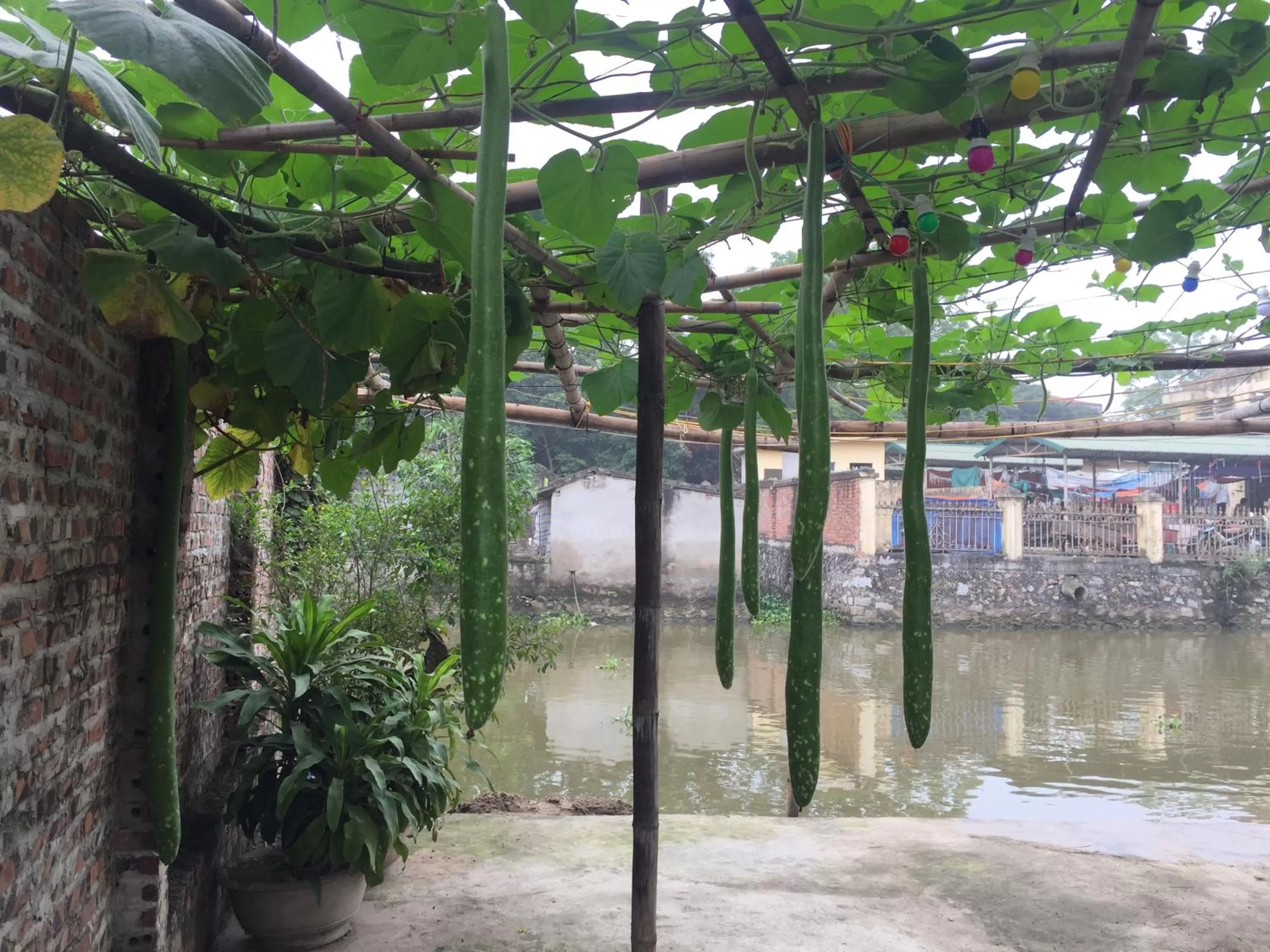 Day in Tam Coc Vinh Thinh Homestay