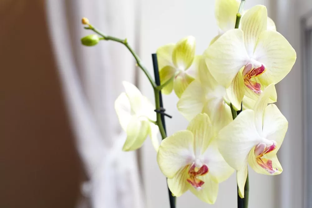 Other in The Windermere Hotel, London