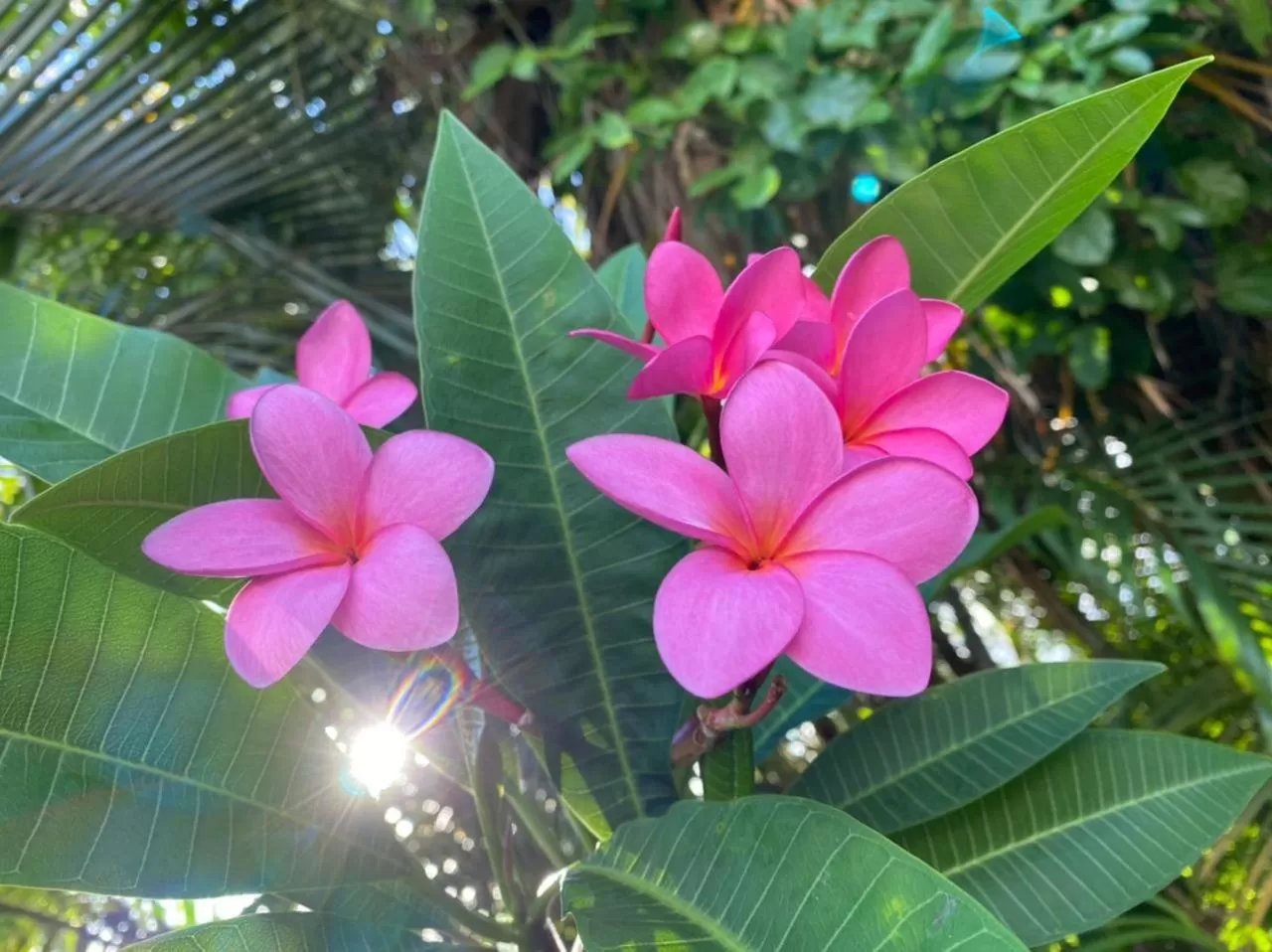 Villa Cajou chambres d'hôtes chez l'habitant et Zanzibar cottage