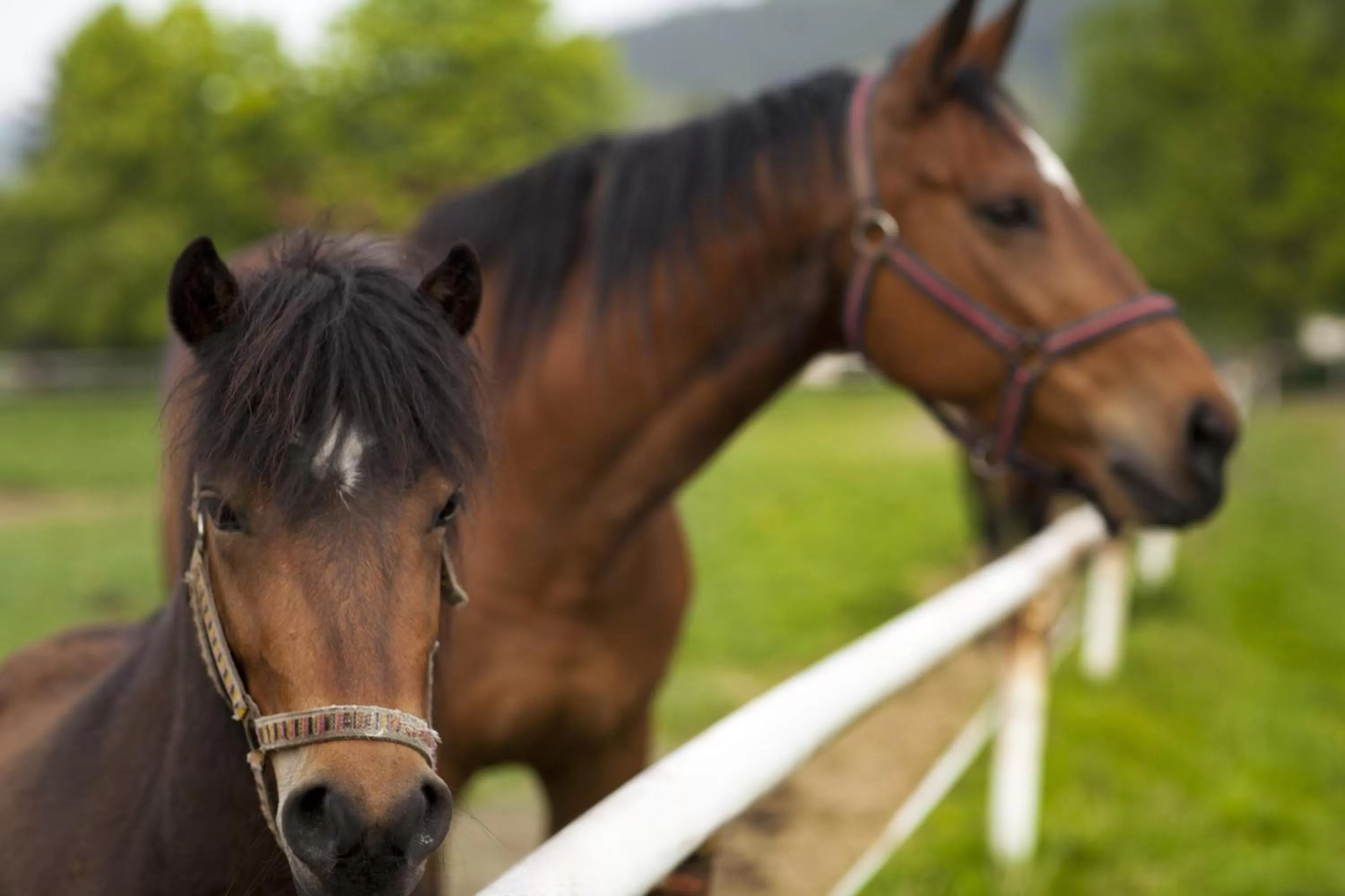 Horse-riding in Dvůr Pecínov