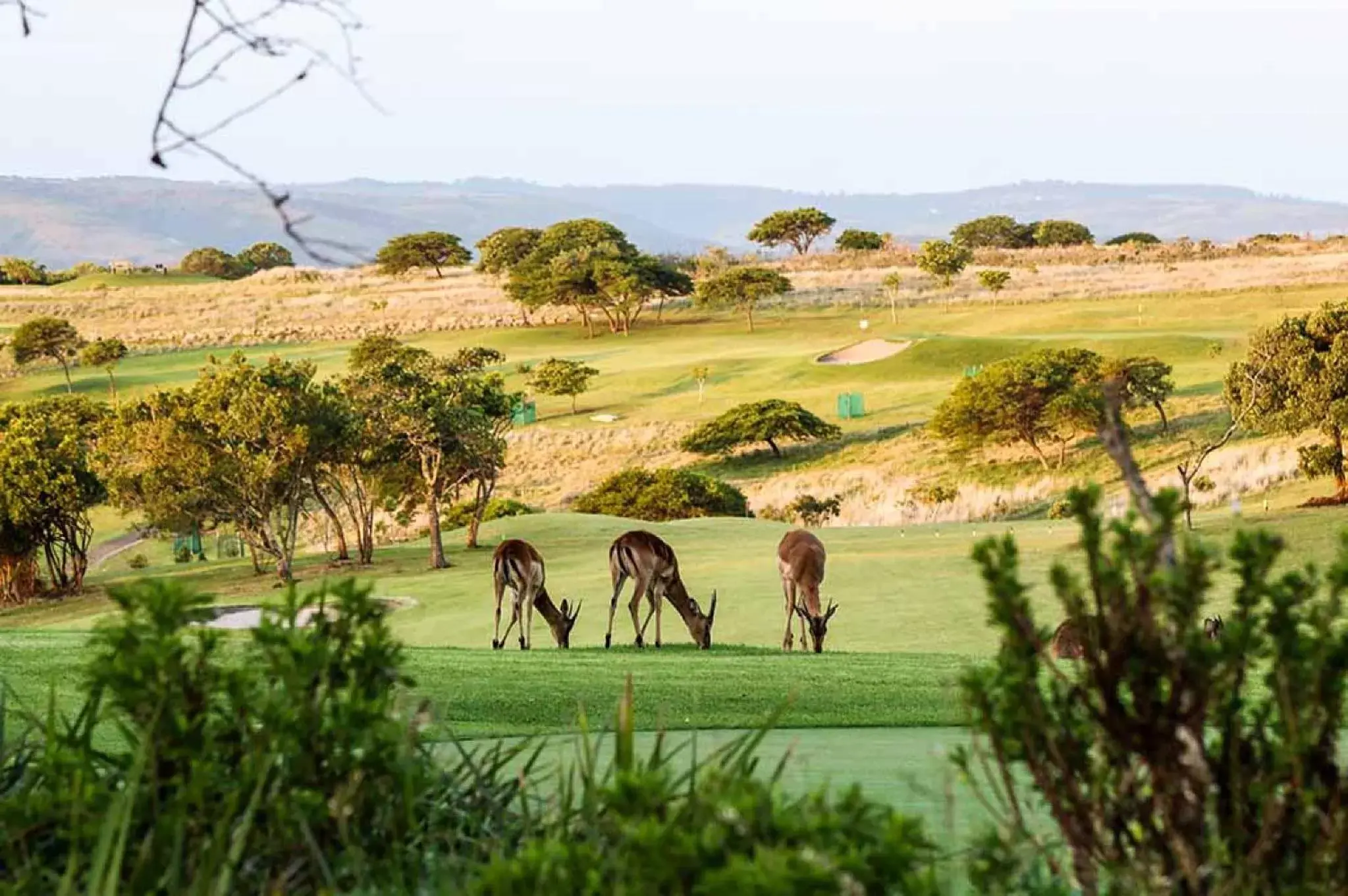 Natural landscape, Other Animals in Hotel Olivewood