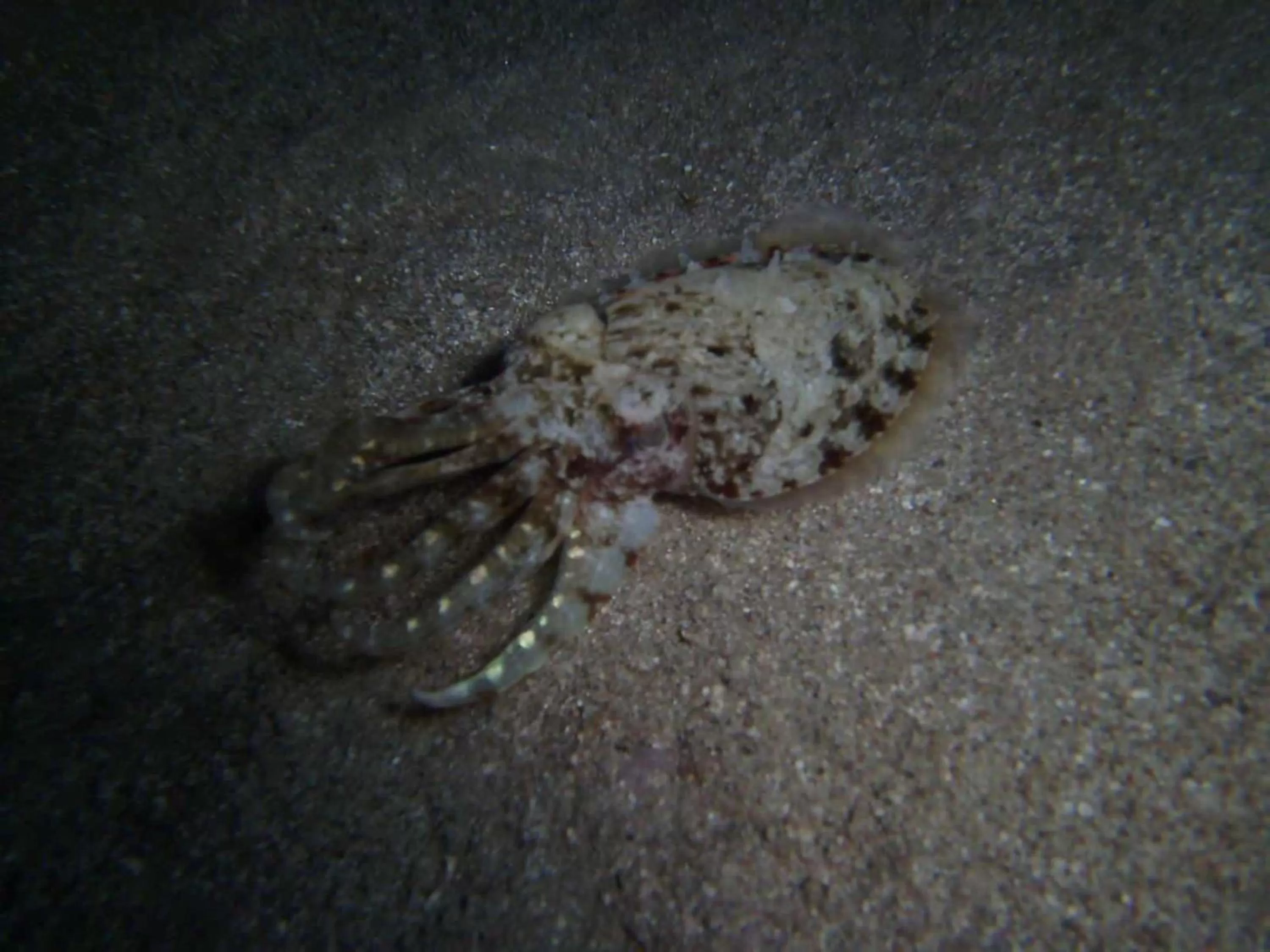 Diving in Arab Divers Dive Center and Bed & Breakfast