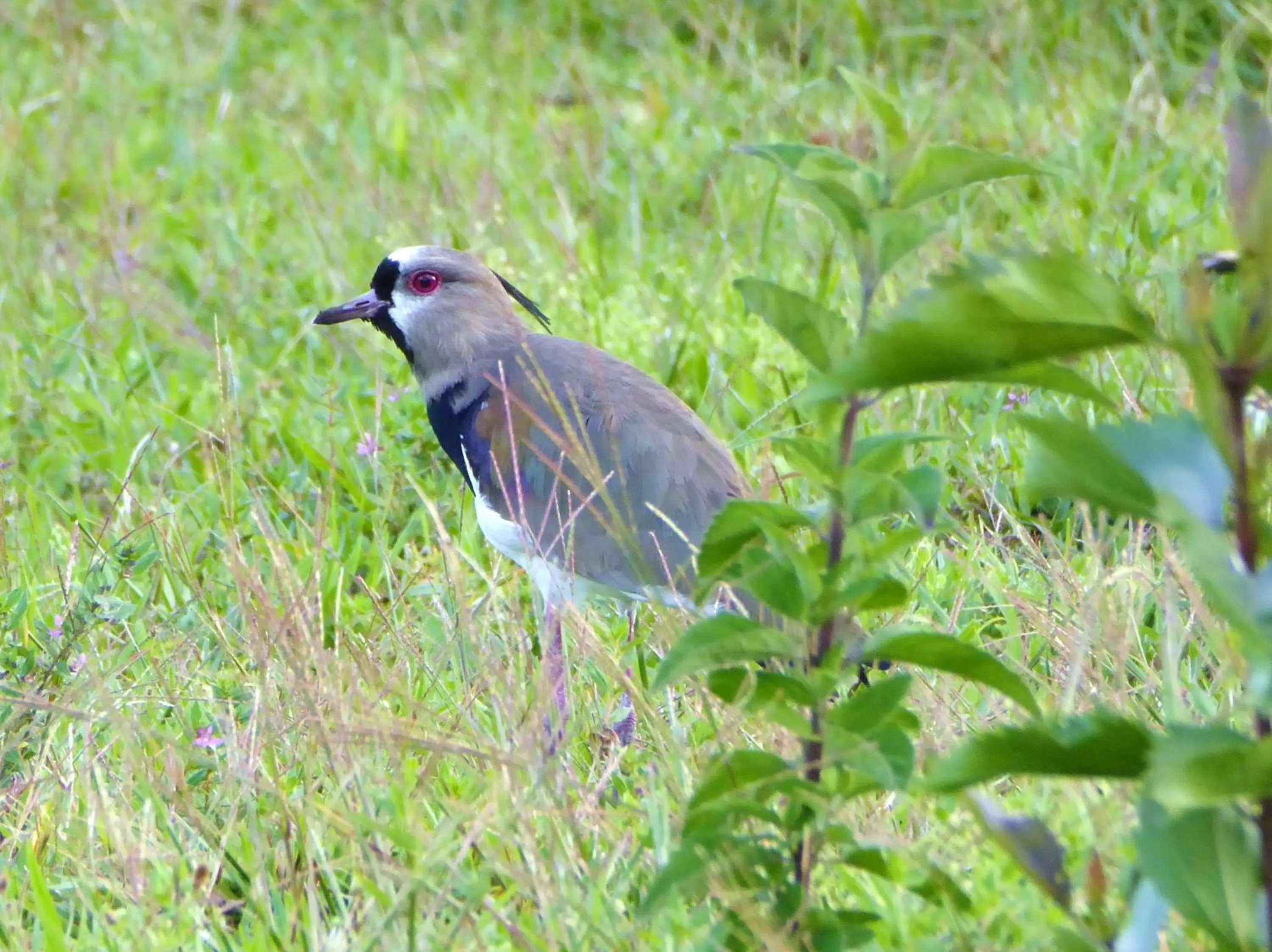 Animals in Finca El Cielo