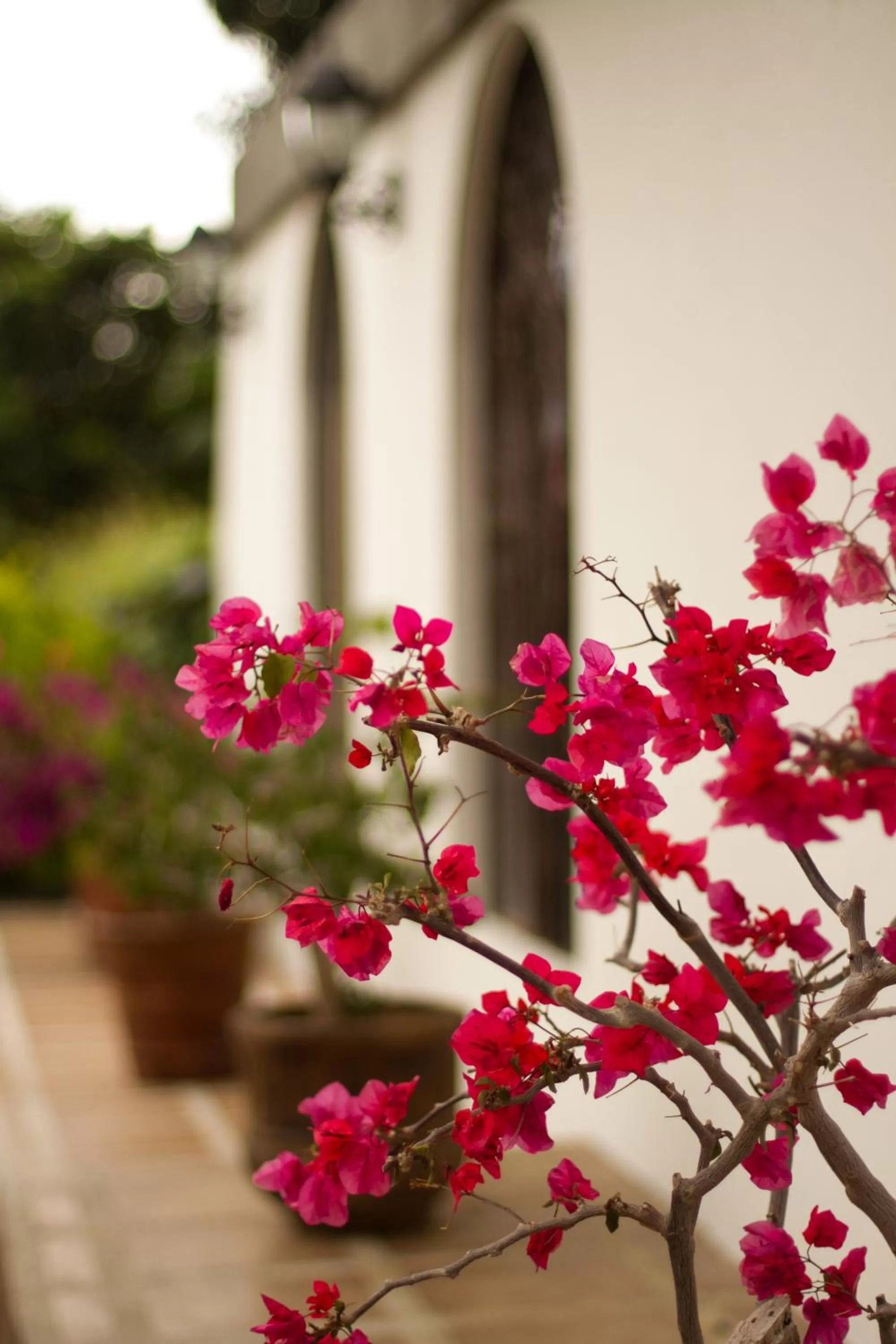 Garden in La Riviera Hotel