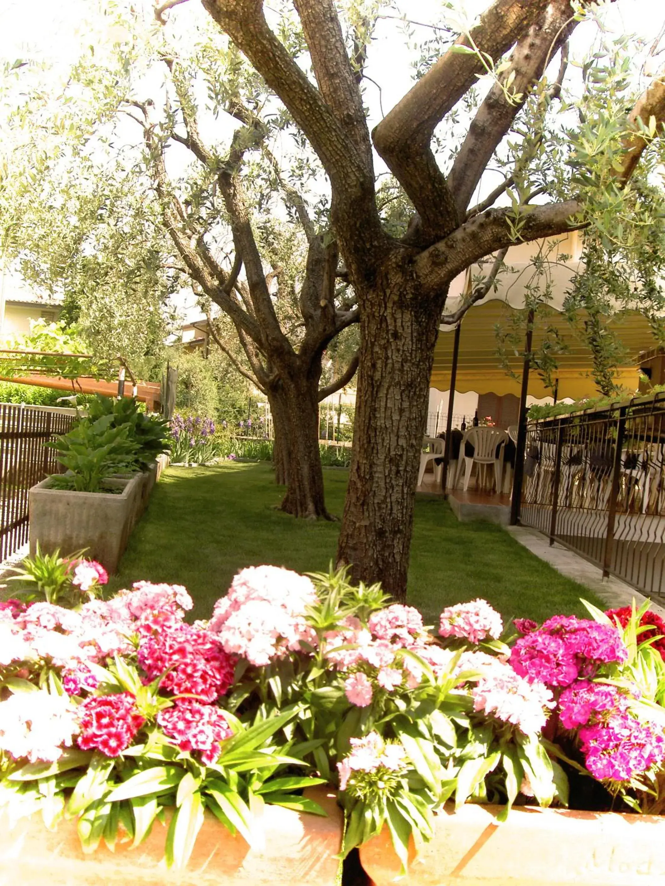 Garden in Hotel Azzurra