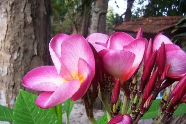 Posada El Jardin