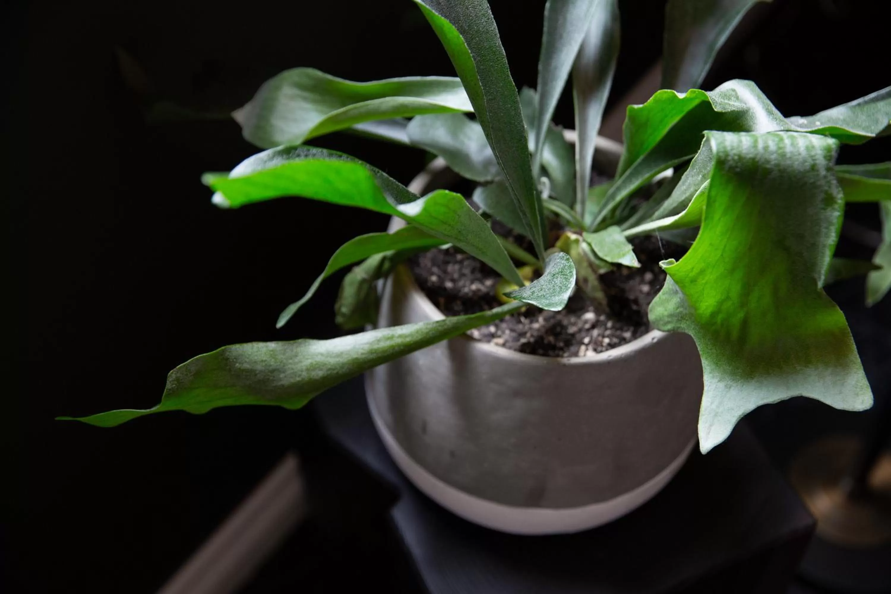 Decorative detail in Atticus Hotel