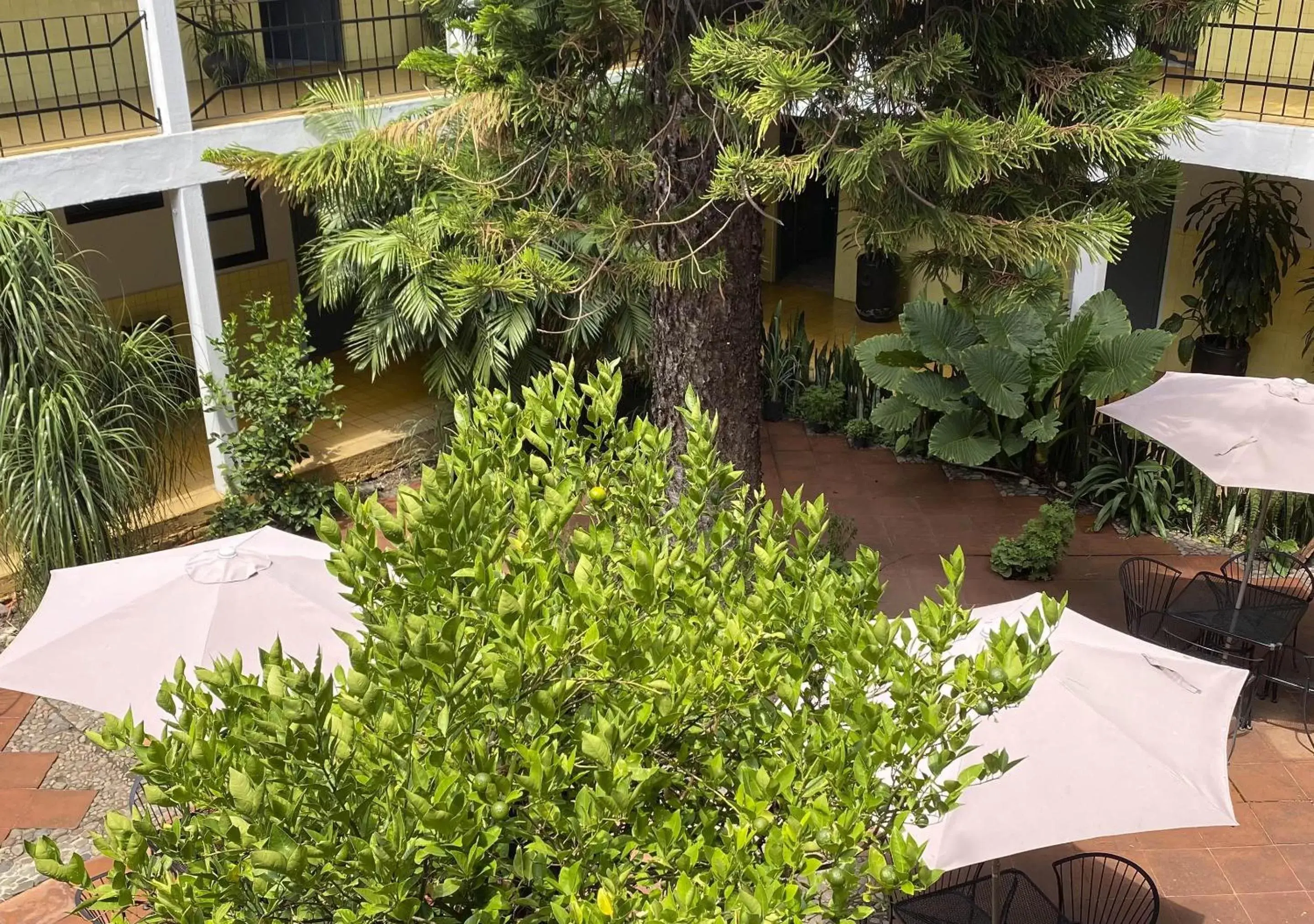 Garden in Hotel Allende Morelia by DOT Light