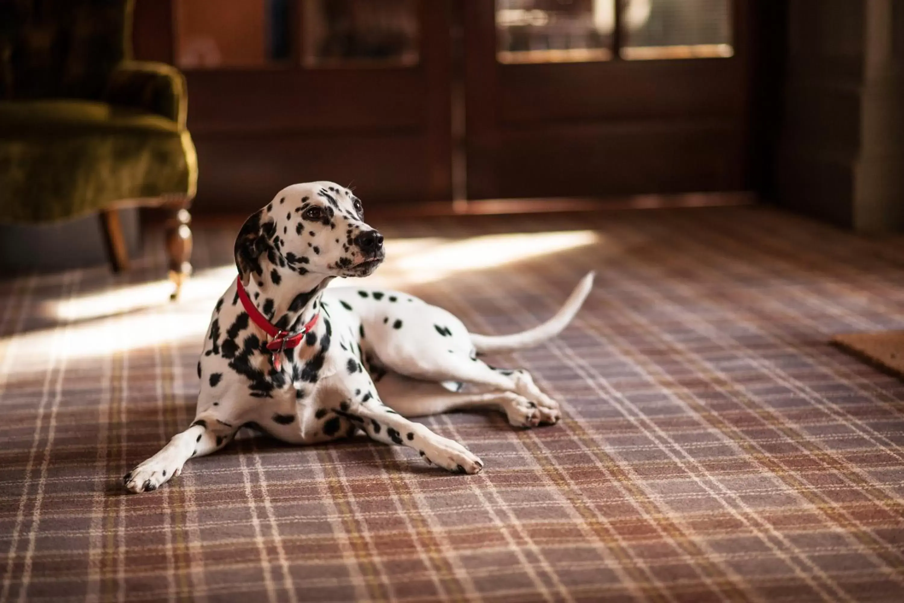 Pets in Balmoral Arms
