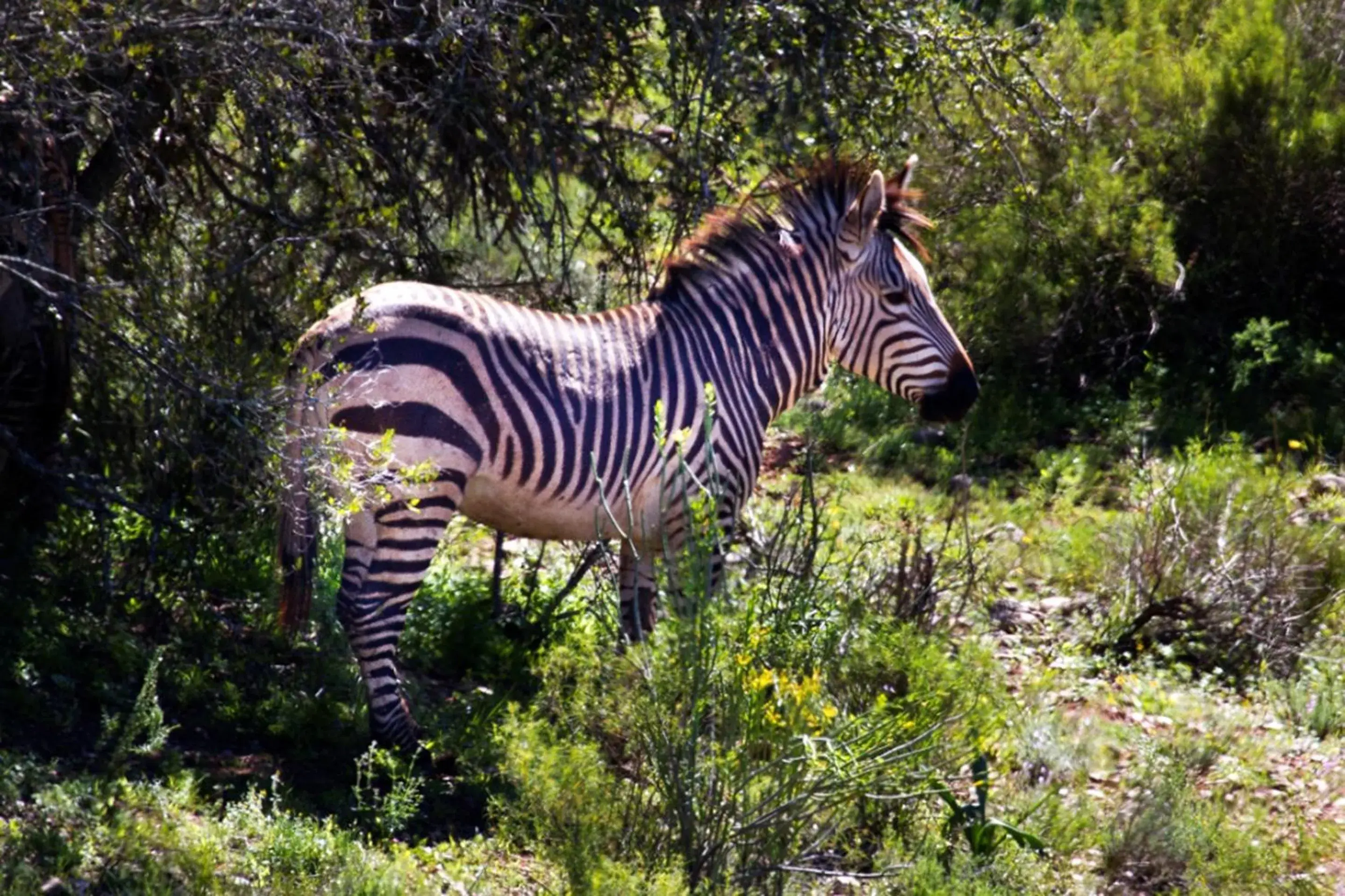 View (from property/room), Other Animals in Buffelsdrift Game Lodge