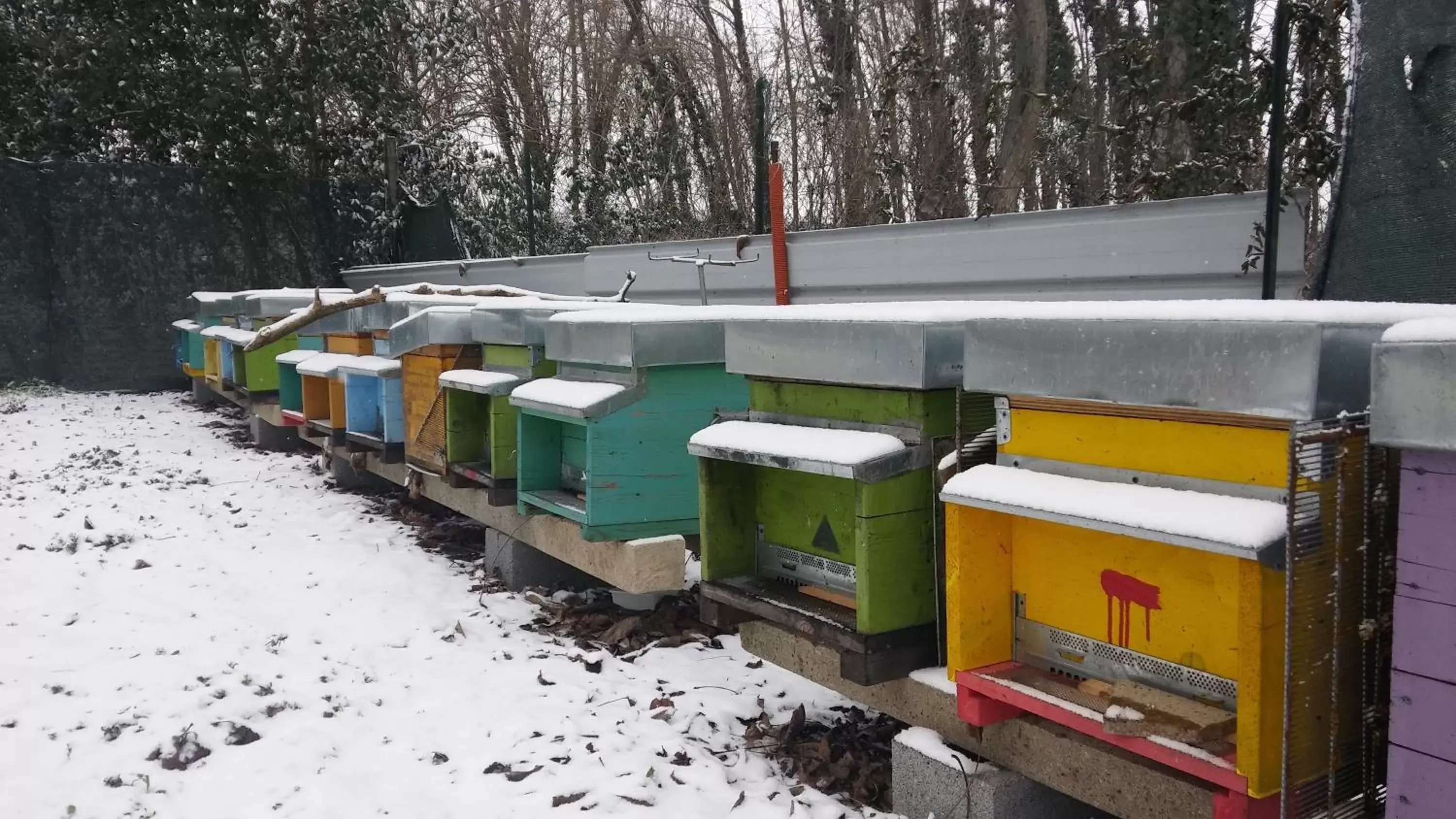 Winter in Honey Farm