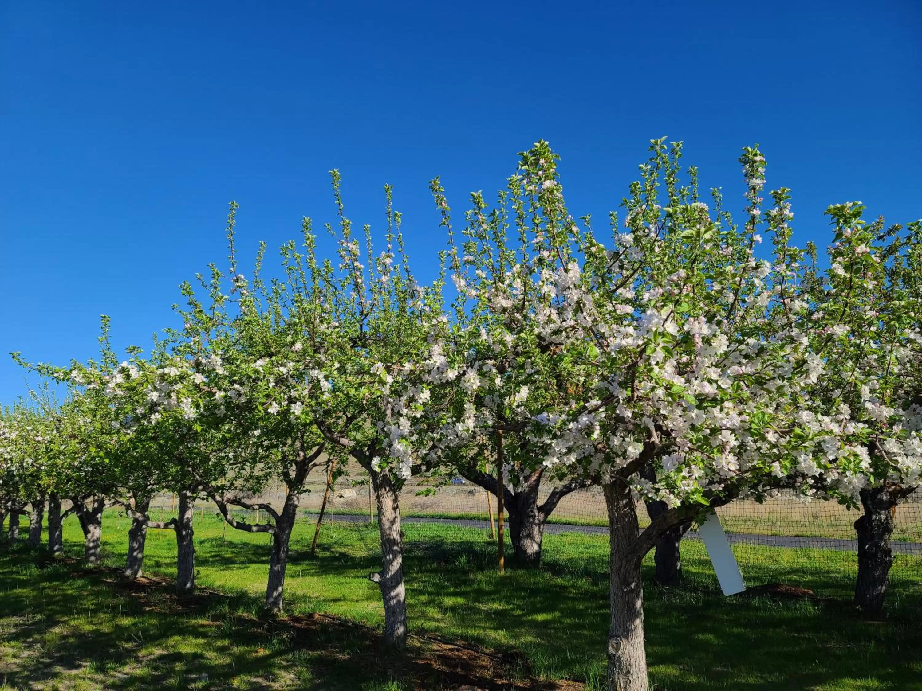 Garden in Casia Lodge and Ranch