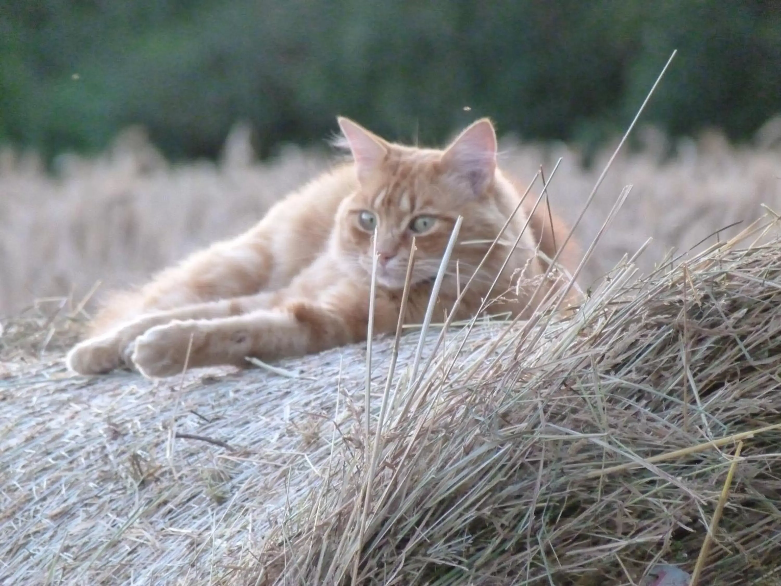 Garden, Pets in Chambres d'hôtes de Kerpunce