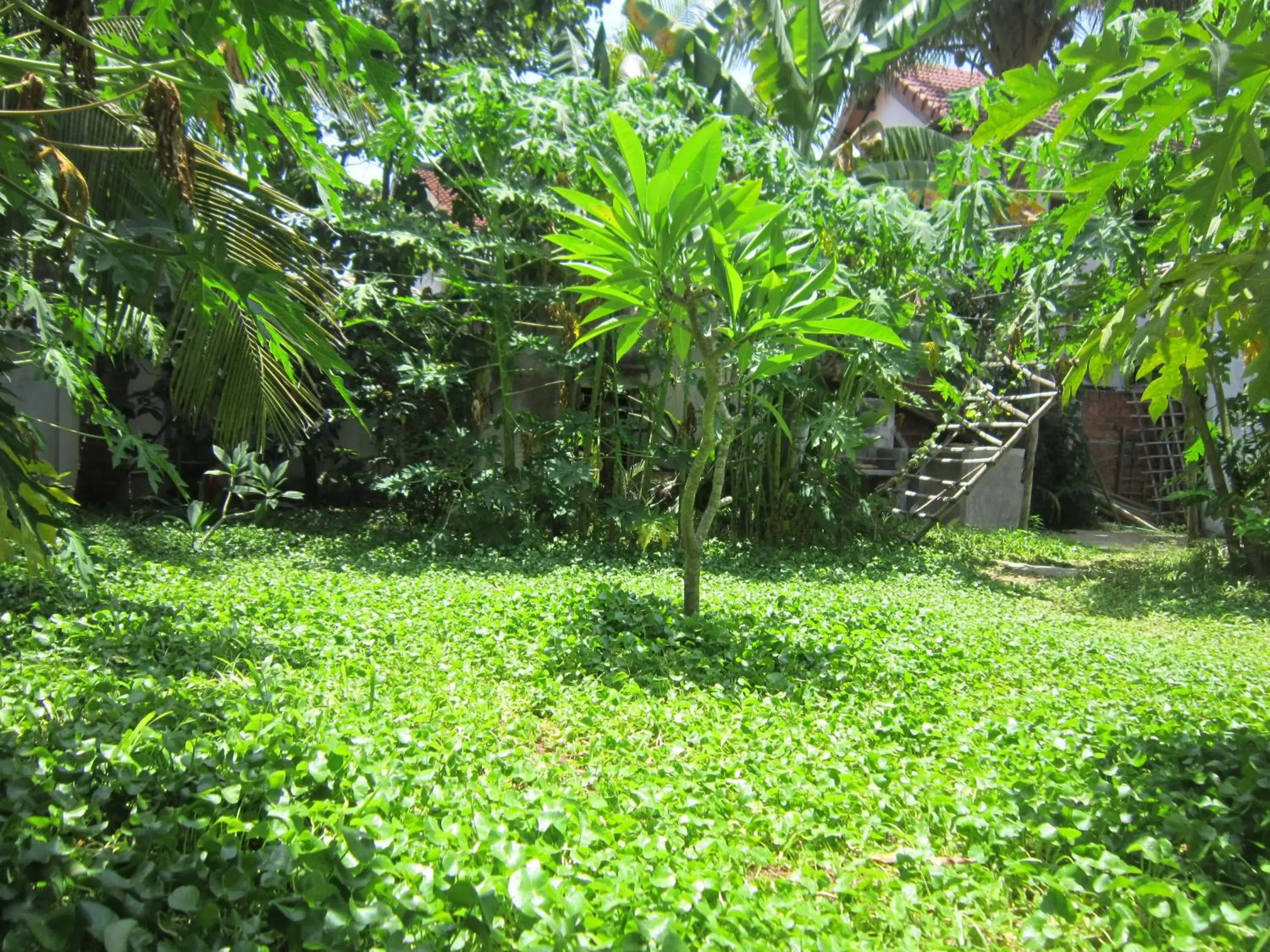 Garden in Local Beach Homestay