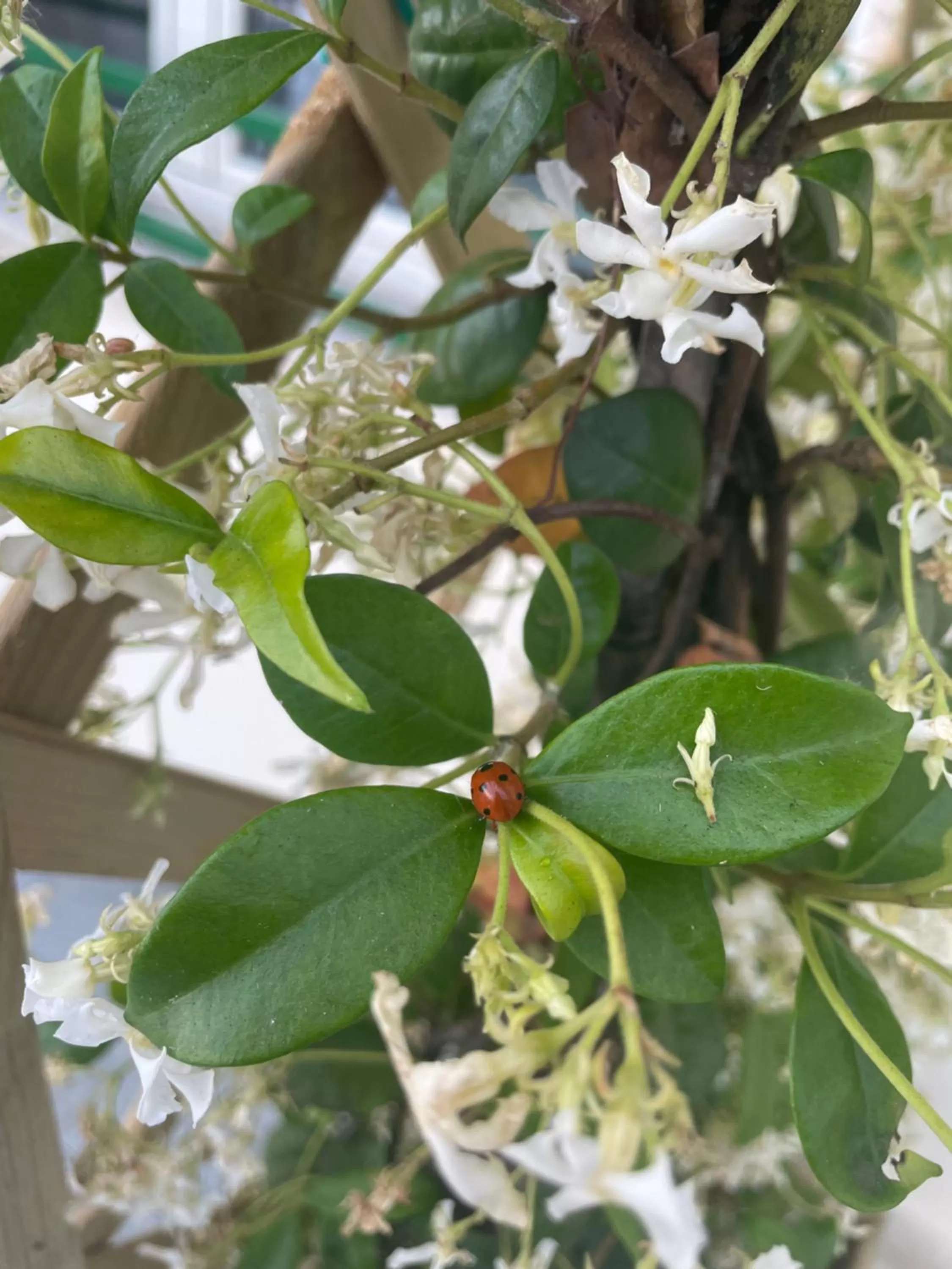 Garden view, Other Animals in BeB Homa
