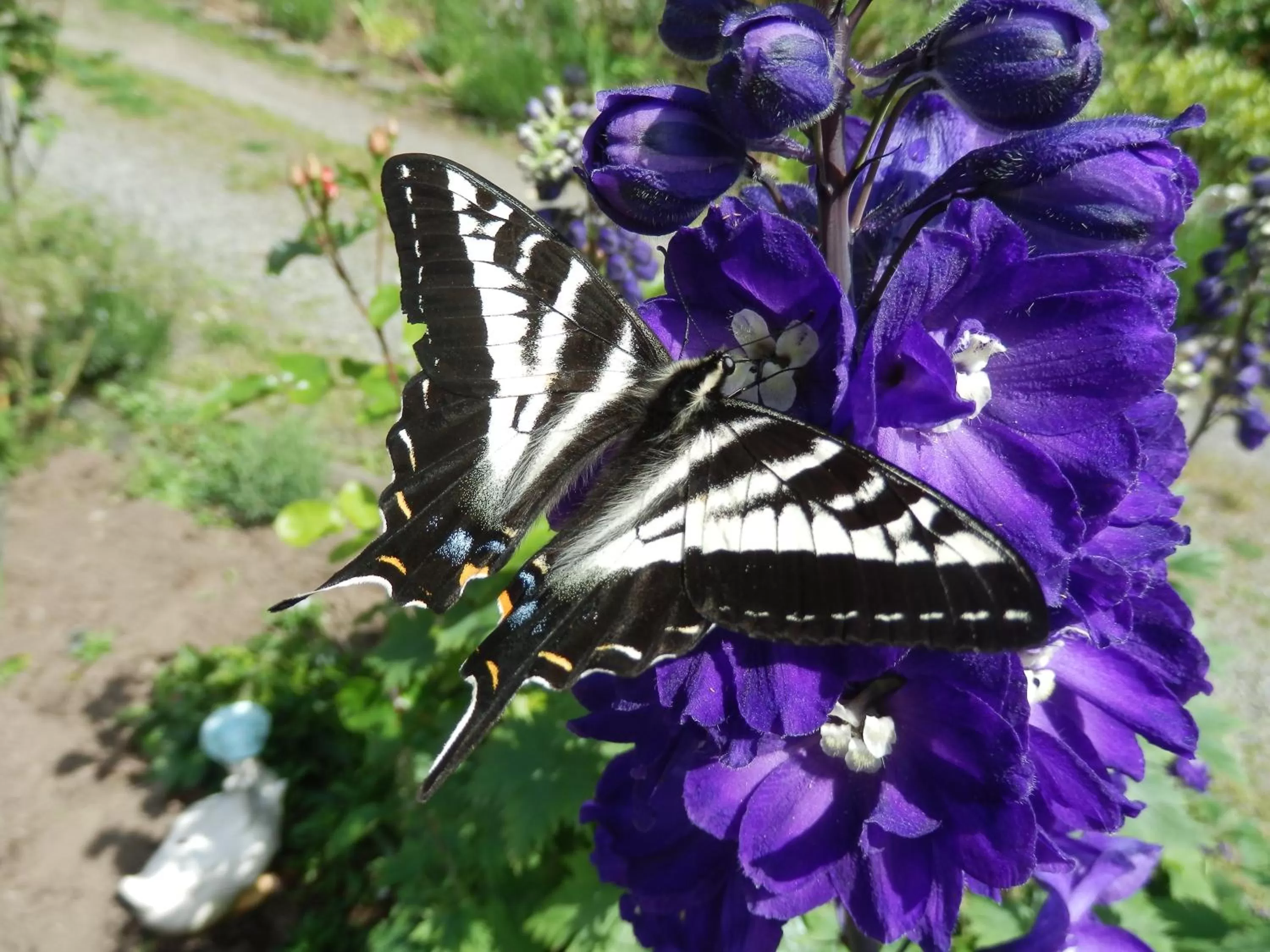 Garden, Other Animals in Armand Heights