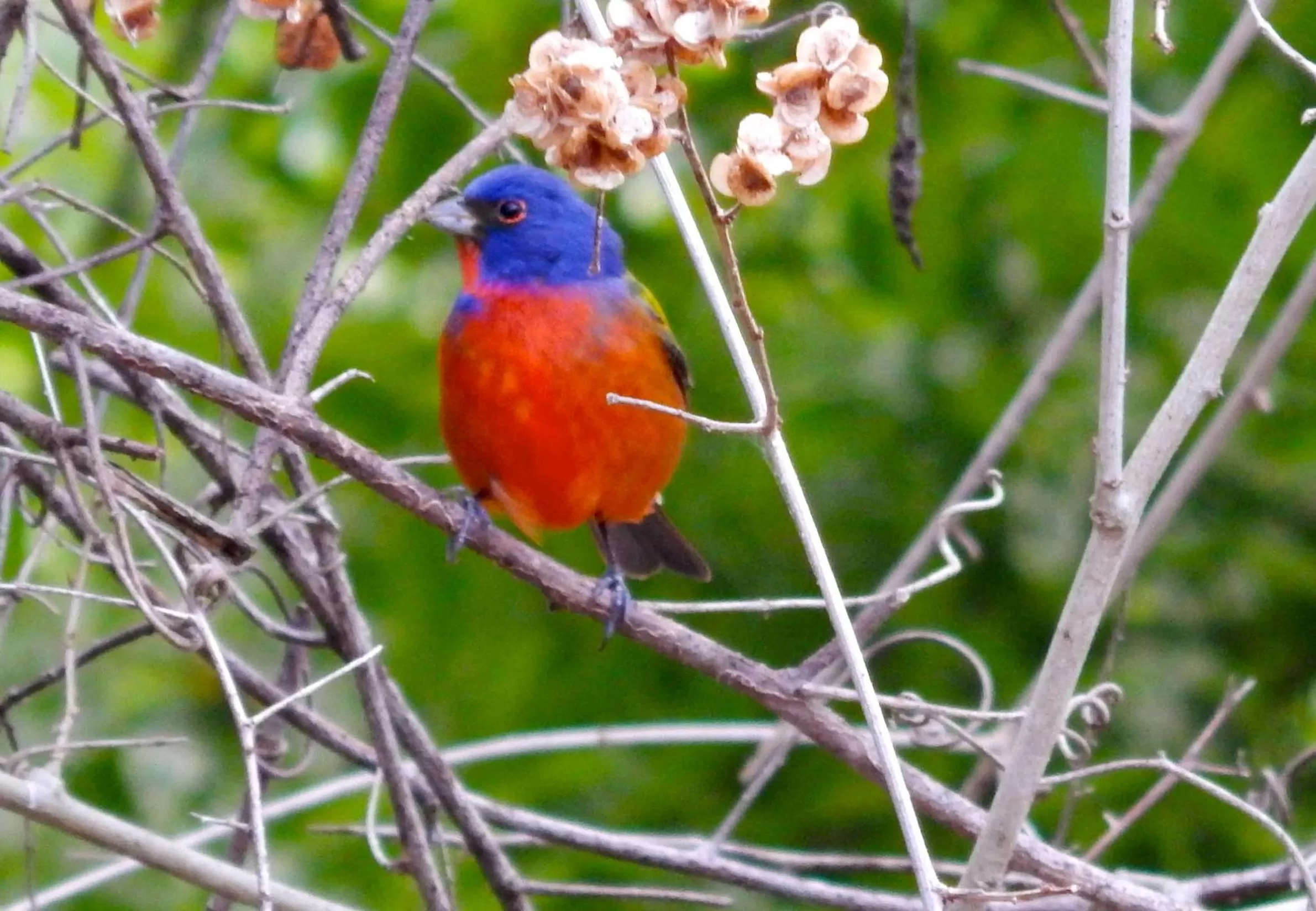 Garden, Other Animals in The Pickled Onion Eco-Boutique B&B
