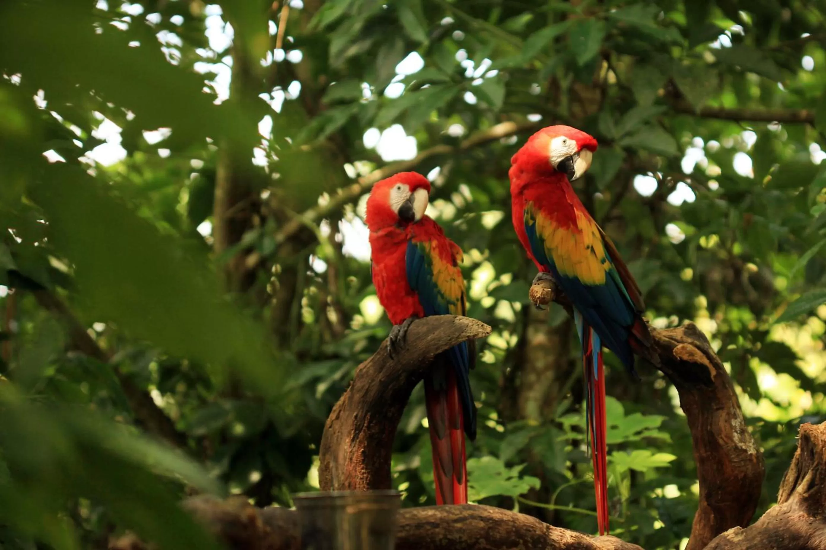 Bird's eye view in Piedra de Agua Palenque