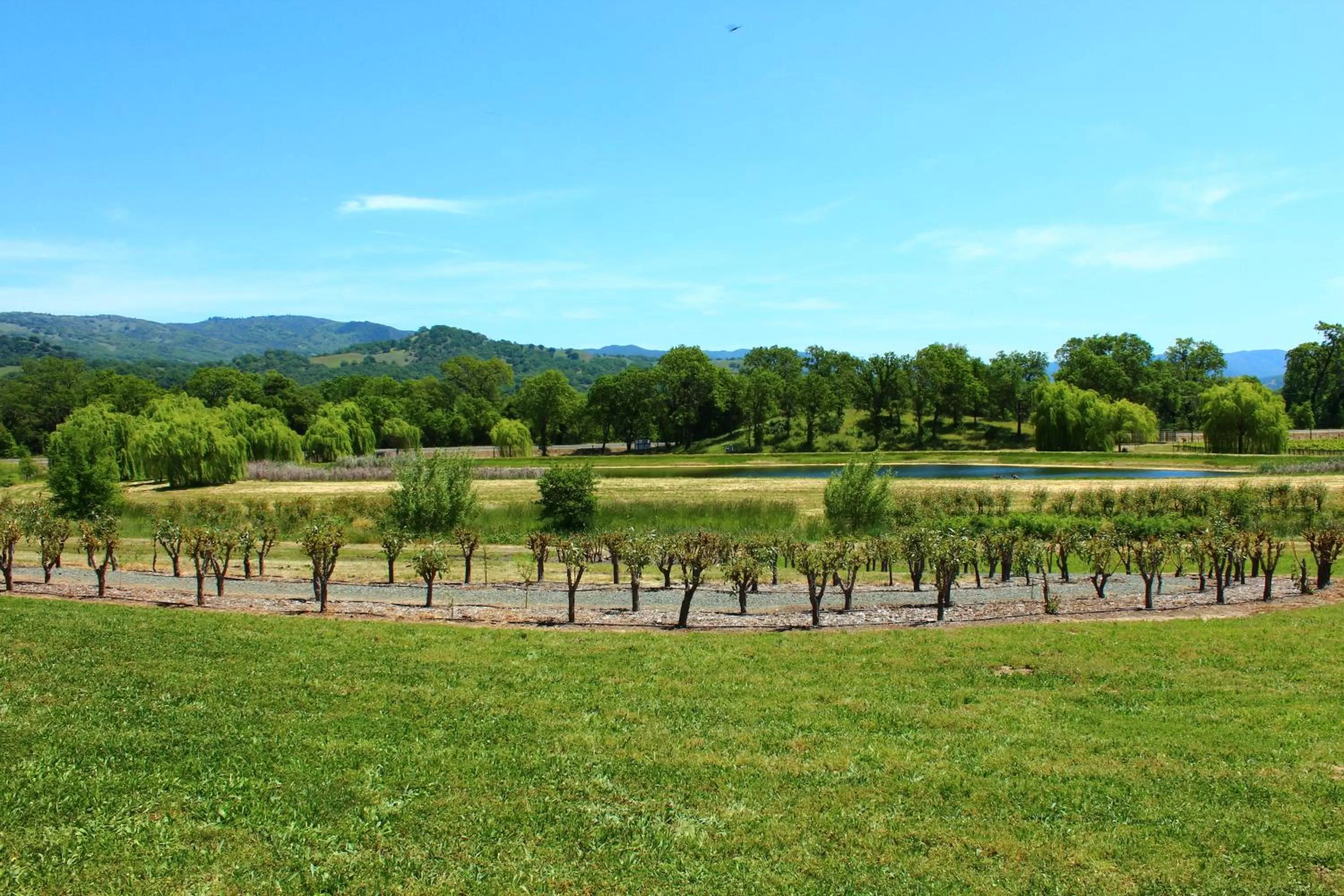 Day in Super 8 Ukiah by Wyndham