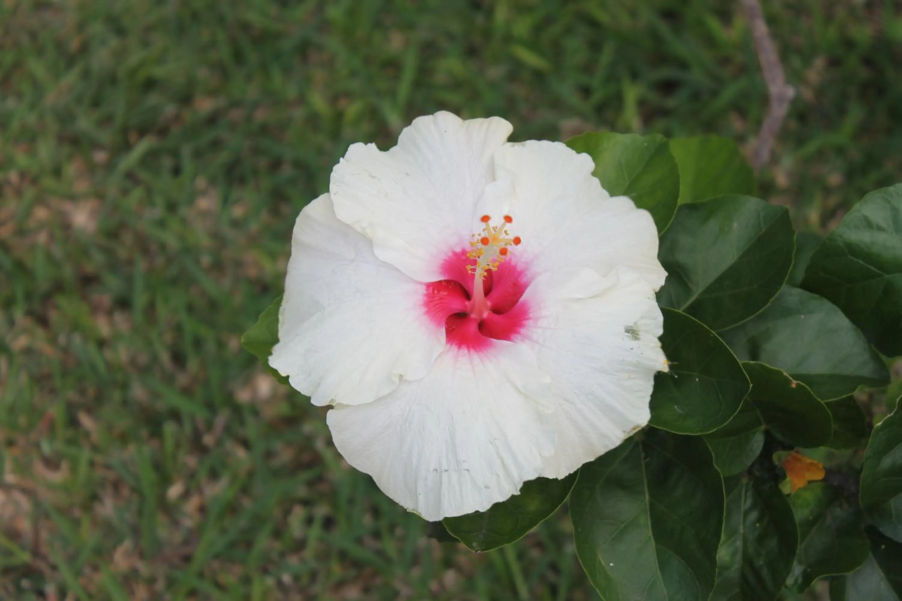 Garden in Grand Bay Suites