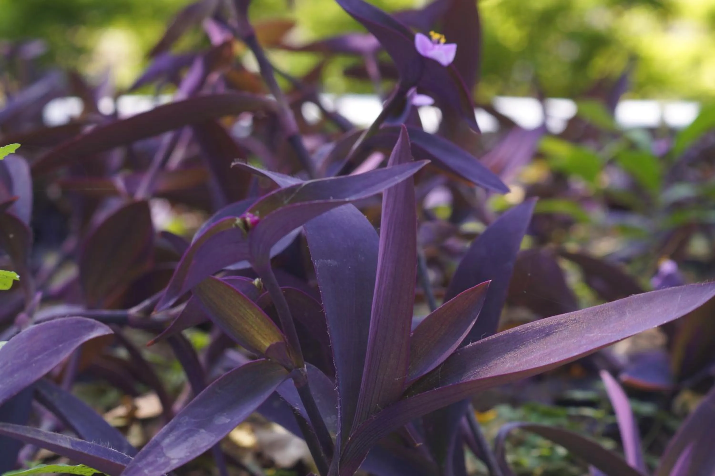 Garden in Ambassador Ajanta Hotel, Aurangabad