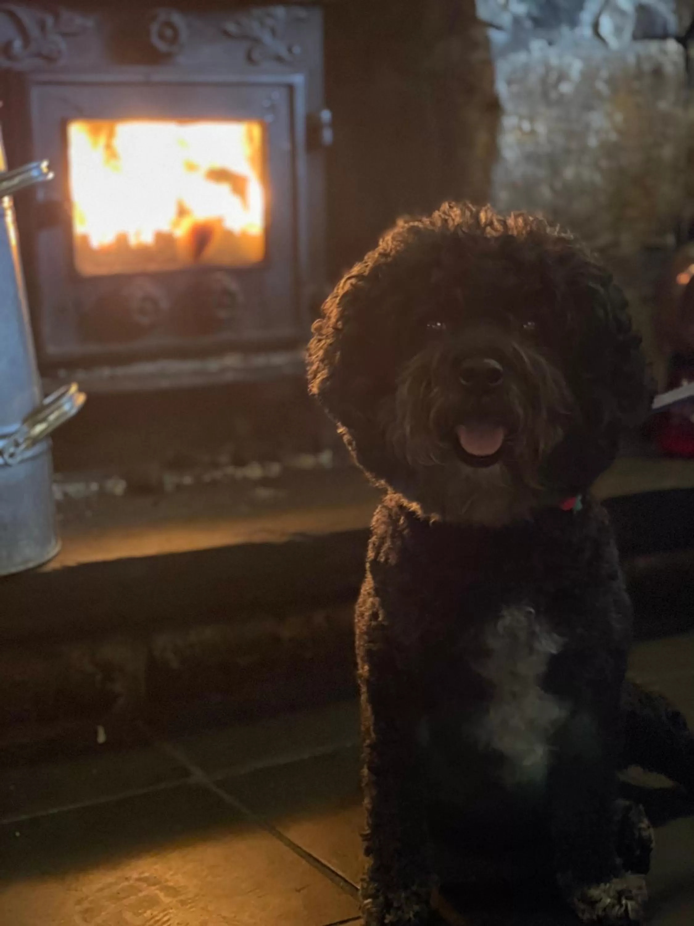 Pets in Garddfon Inn