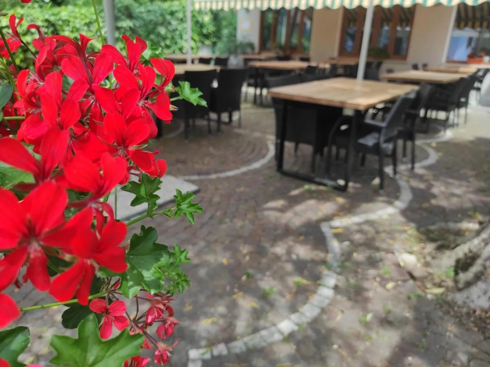 Restaurant/places to eat in Albergo Stella D'Italia