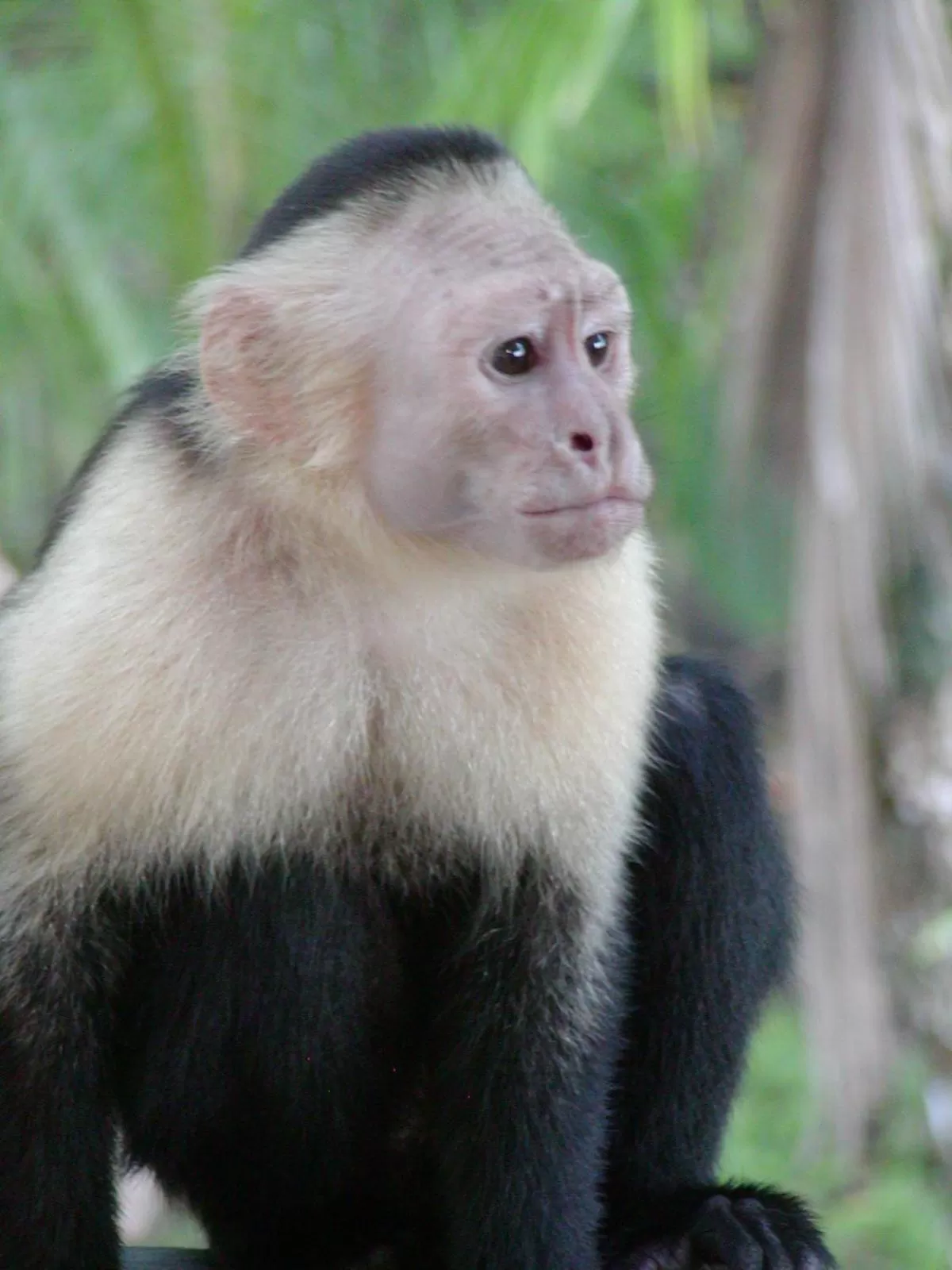 Other Animals in Hotel Arboleda