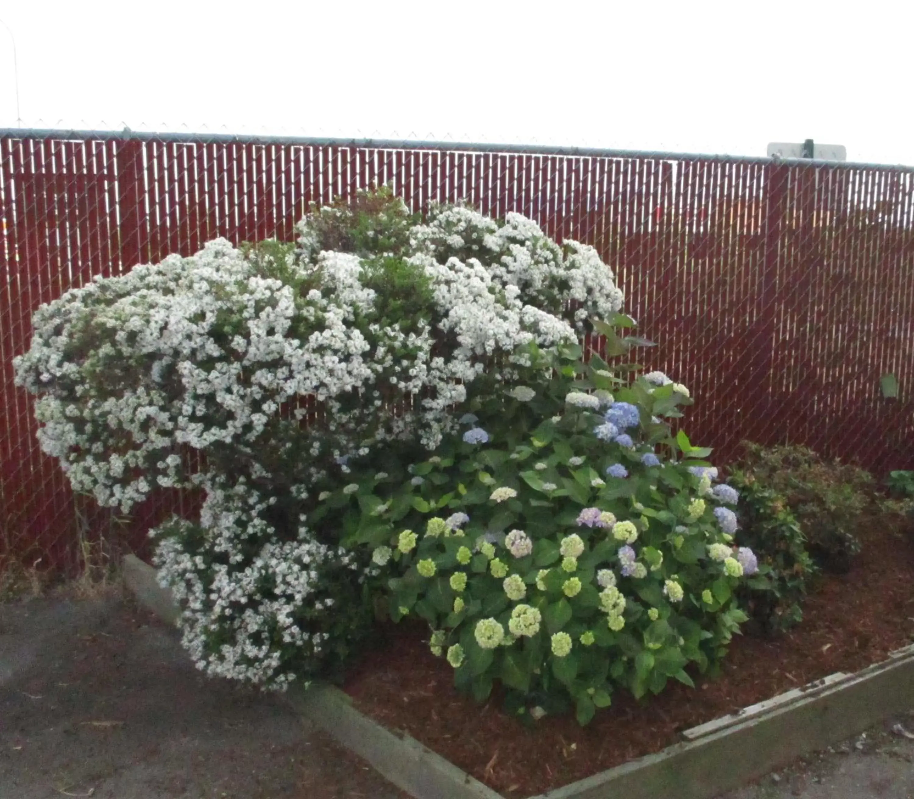 Garden in Cocusa Motel