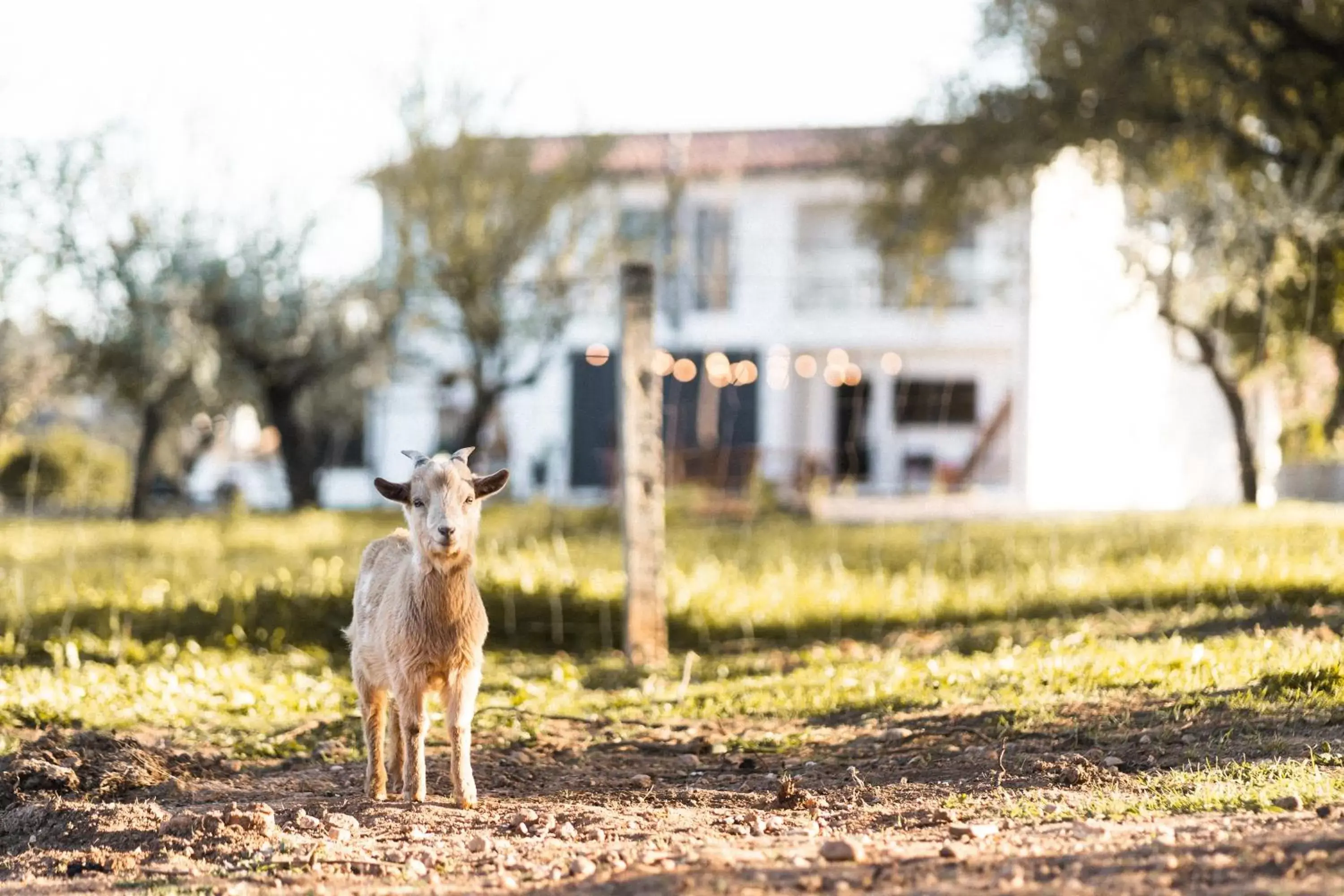 Garden view, Other Animals in Granja da Cabrita