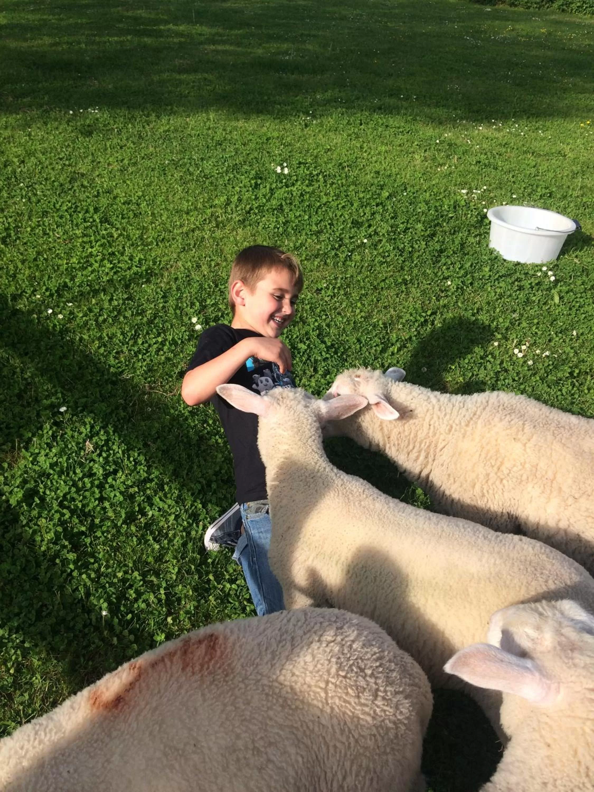 Animals in Barton Gate Farm B&B