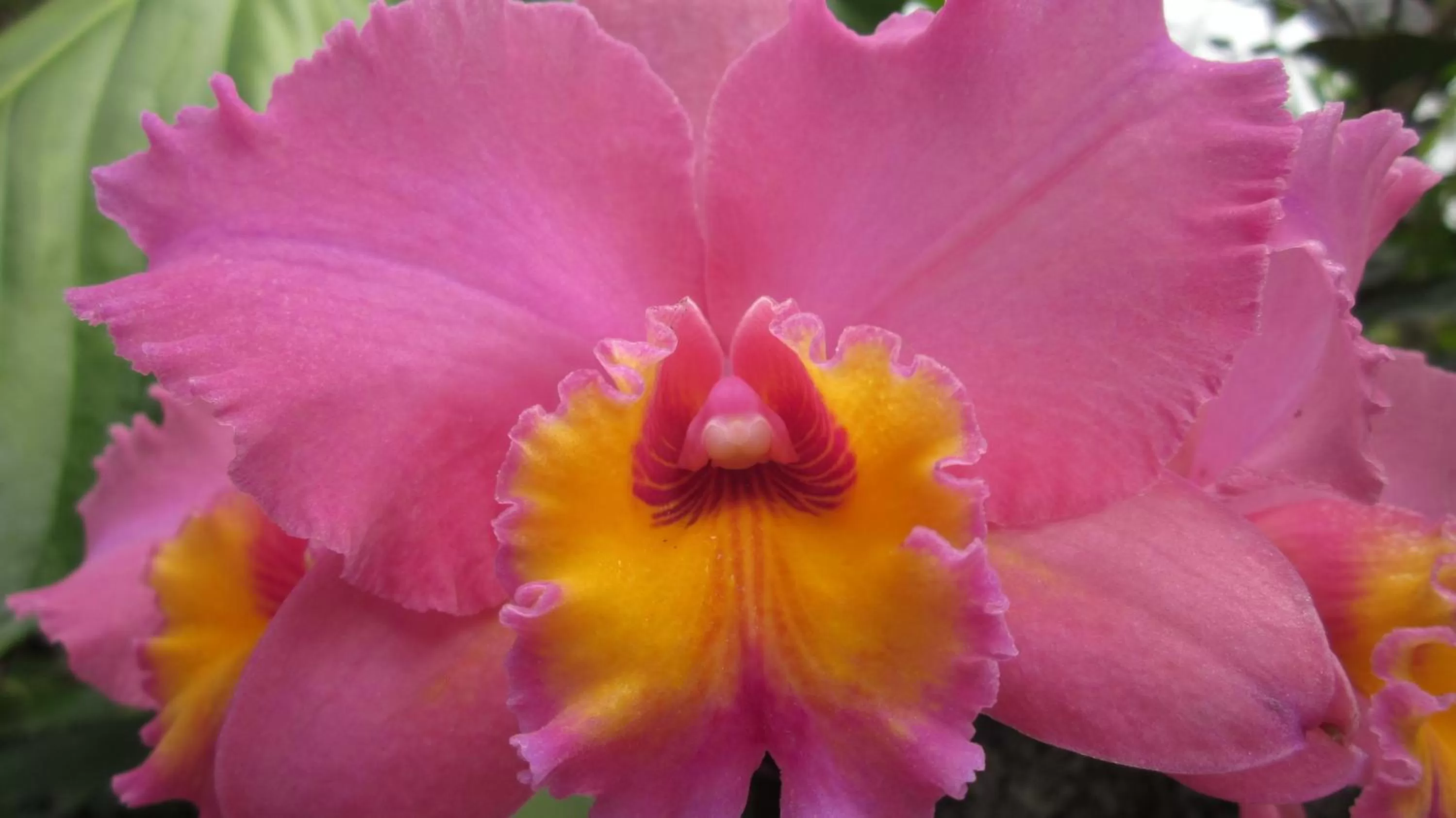 Spa/Wellness in Hosteria Florecer