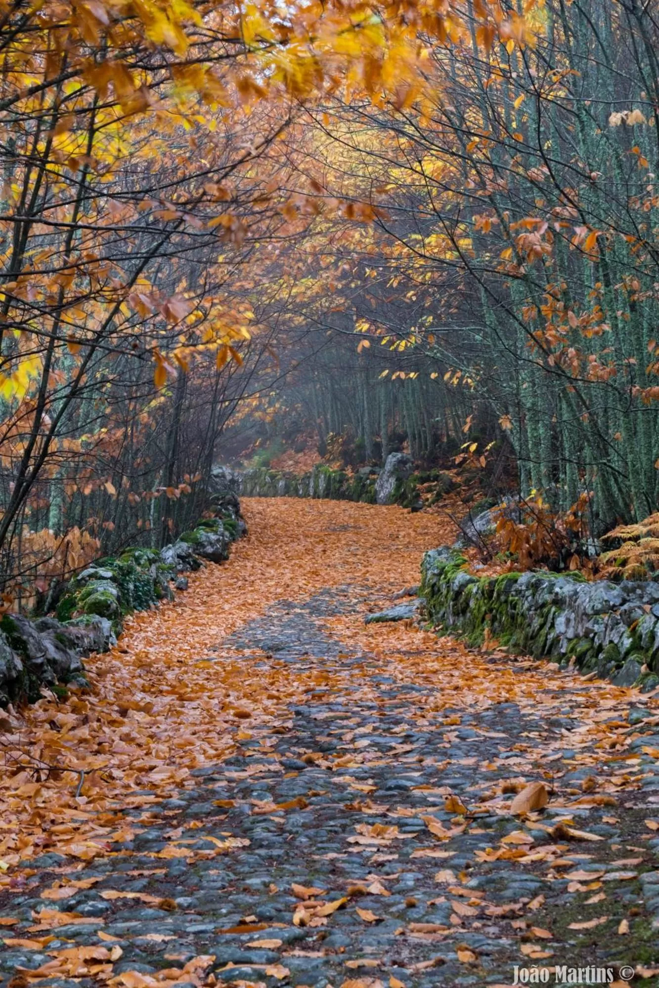 View (from property/room) in Hotel El Rei Dom Manuel