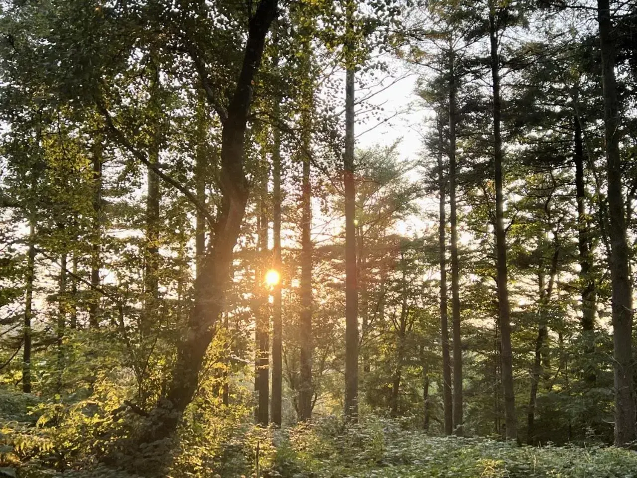 Other, Natural Landscape in The Kingswood