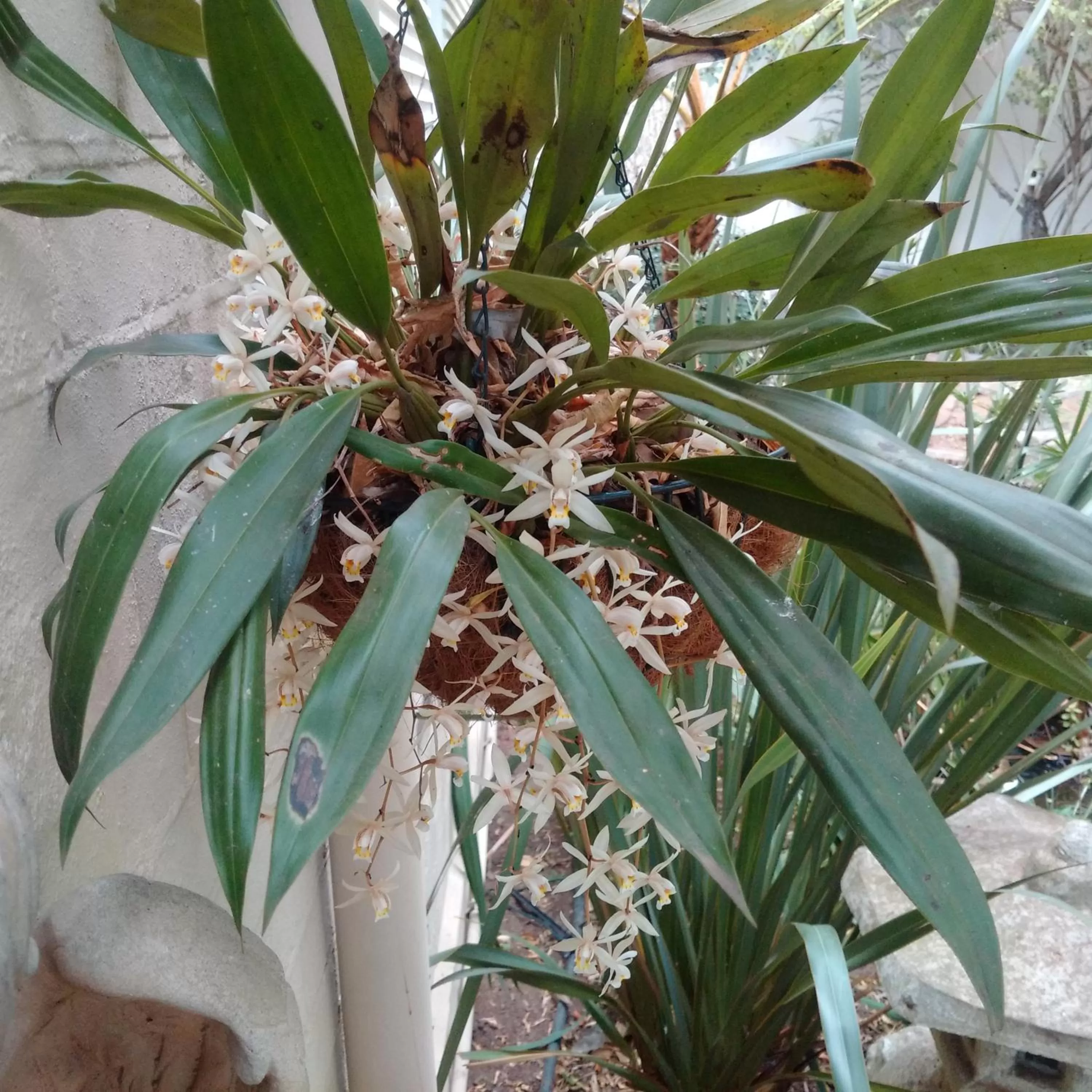 Garden in 79 On Ridge