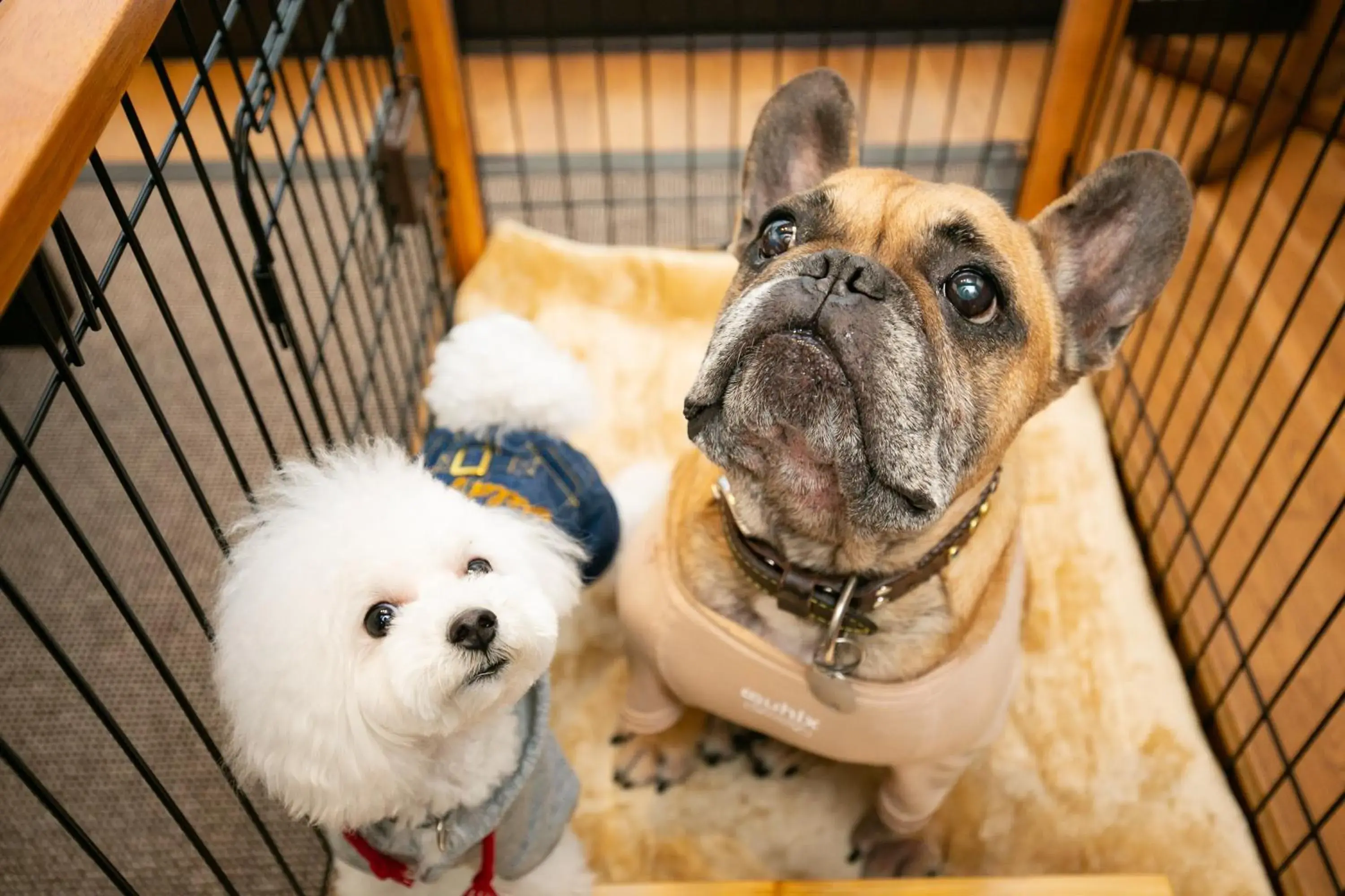 Pets in Hotel Morinokaze Tateyama