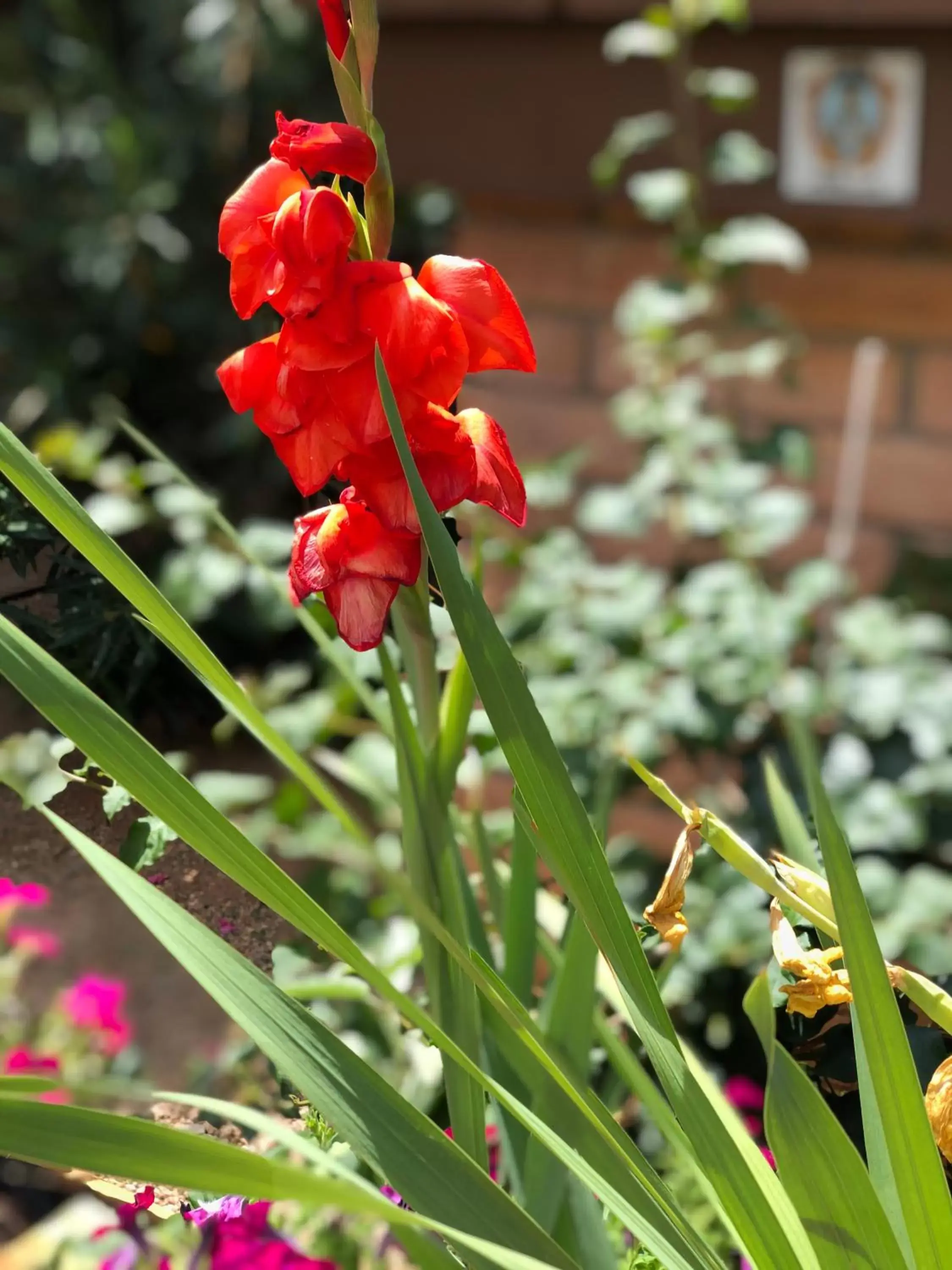 Garden in Sierra Suites Boutique Hotel