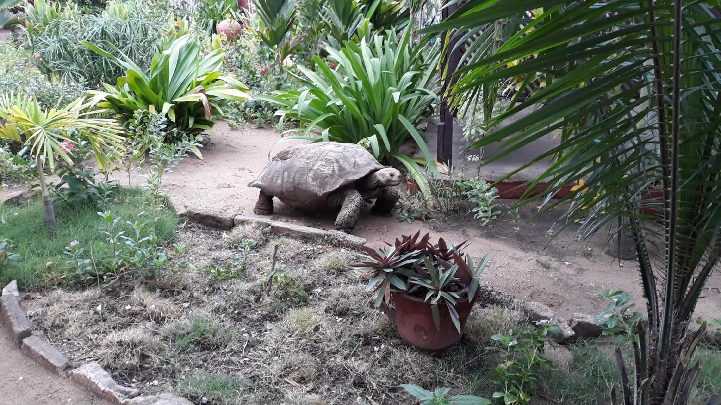 Garden view in CASE de ROBINSON