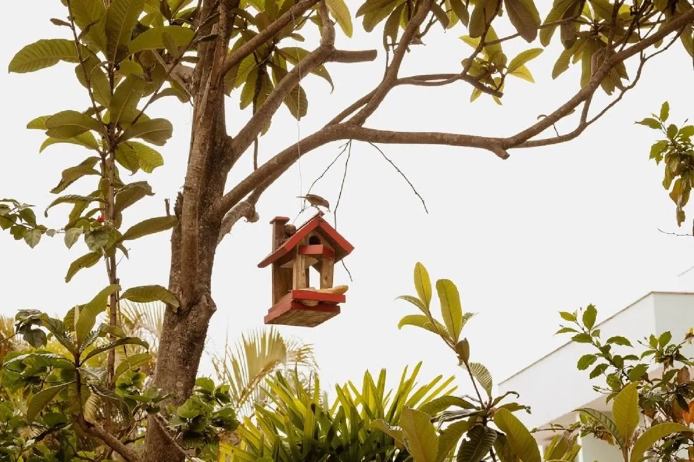 Garden in Pousada Arquipélago