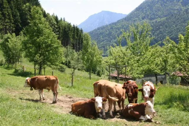 Mountain view in Berggasthof Butzn Wirt